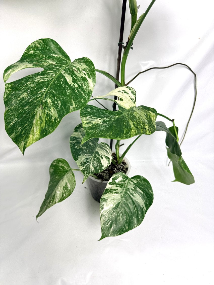 monstera_albo_variegata