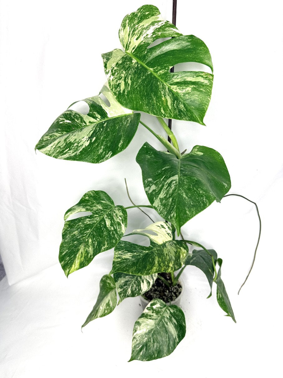 monstera_albo_variegata