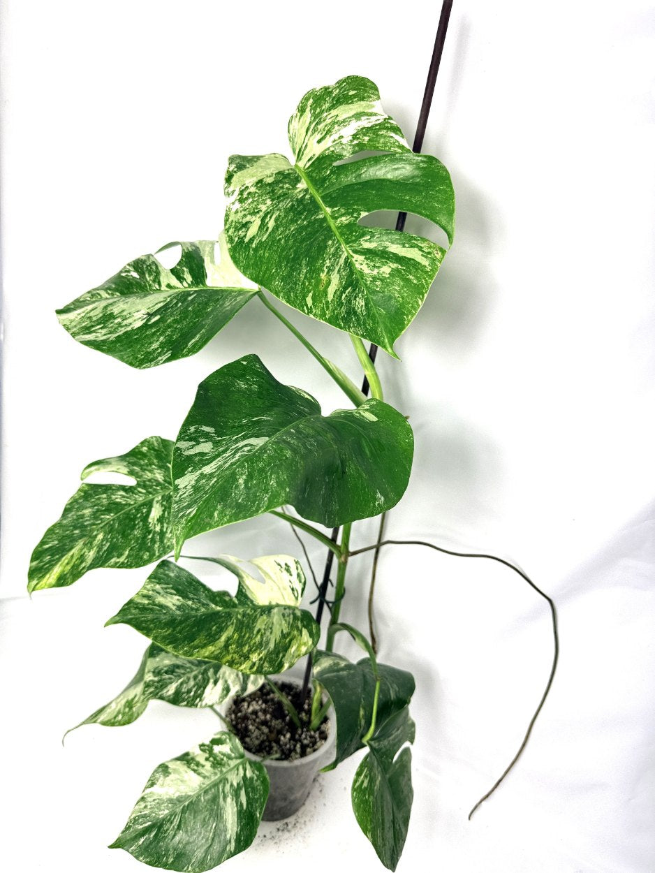 monstera_albo_variegata