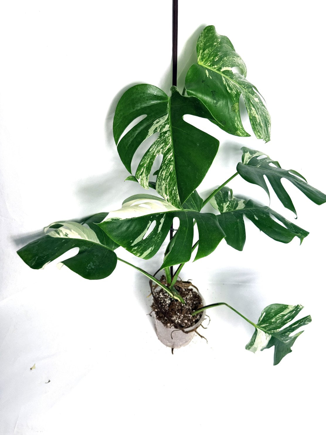 monstera_albo_variegata