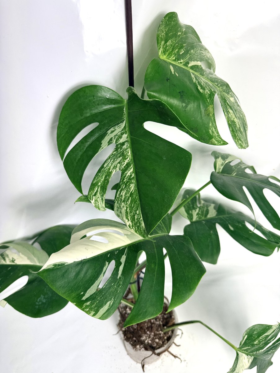 monstera_albo_variegata