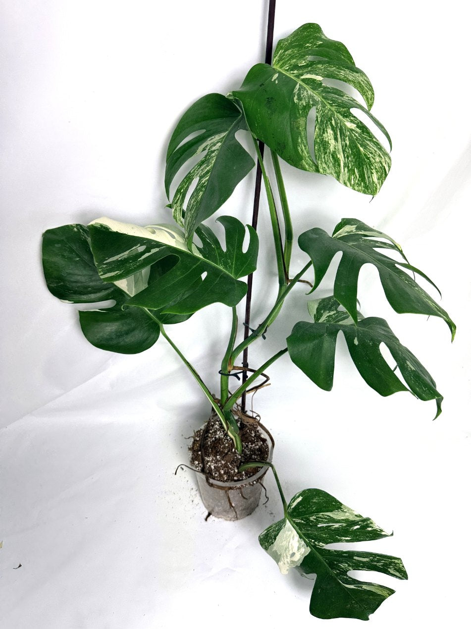 monstera_albo_variegata