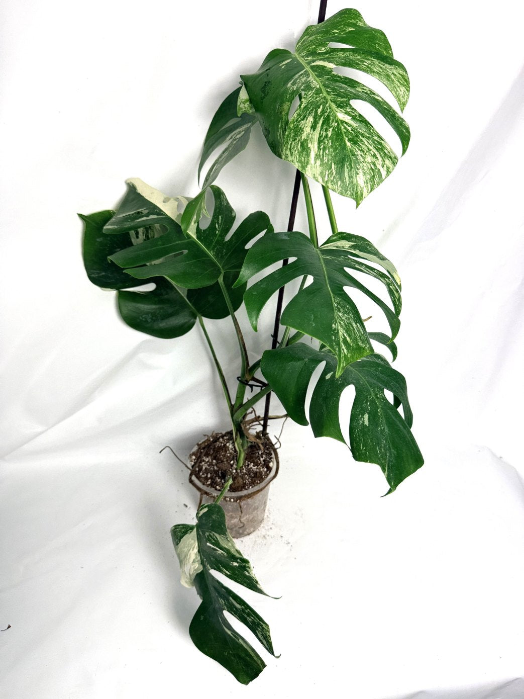 monstera_albo_variegata