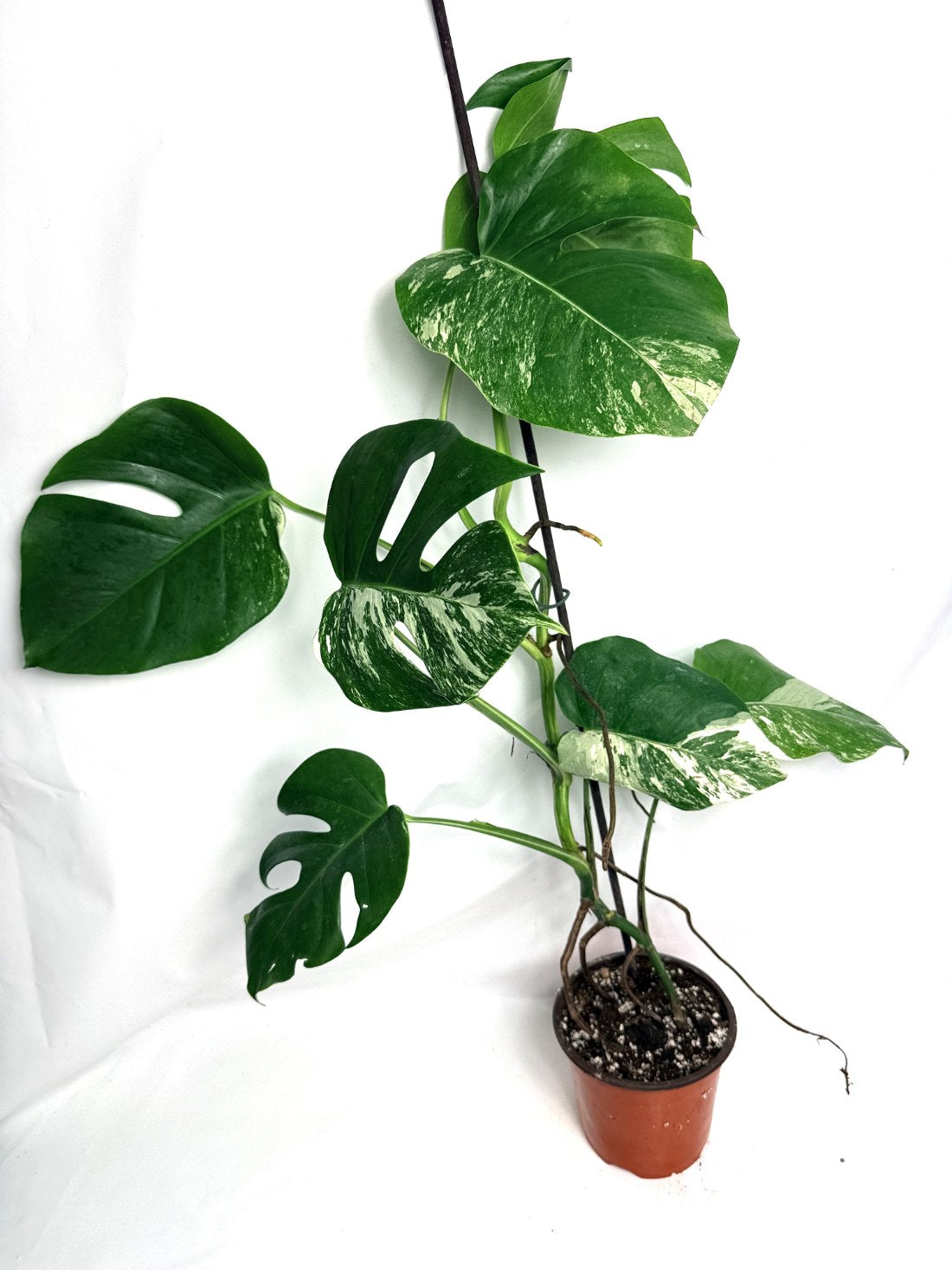 monstera_albo_variegata