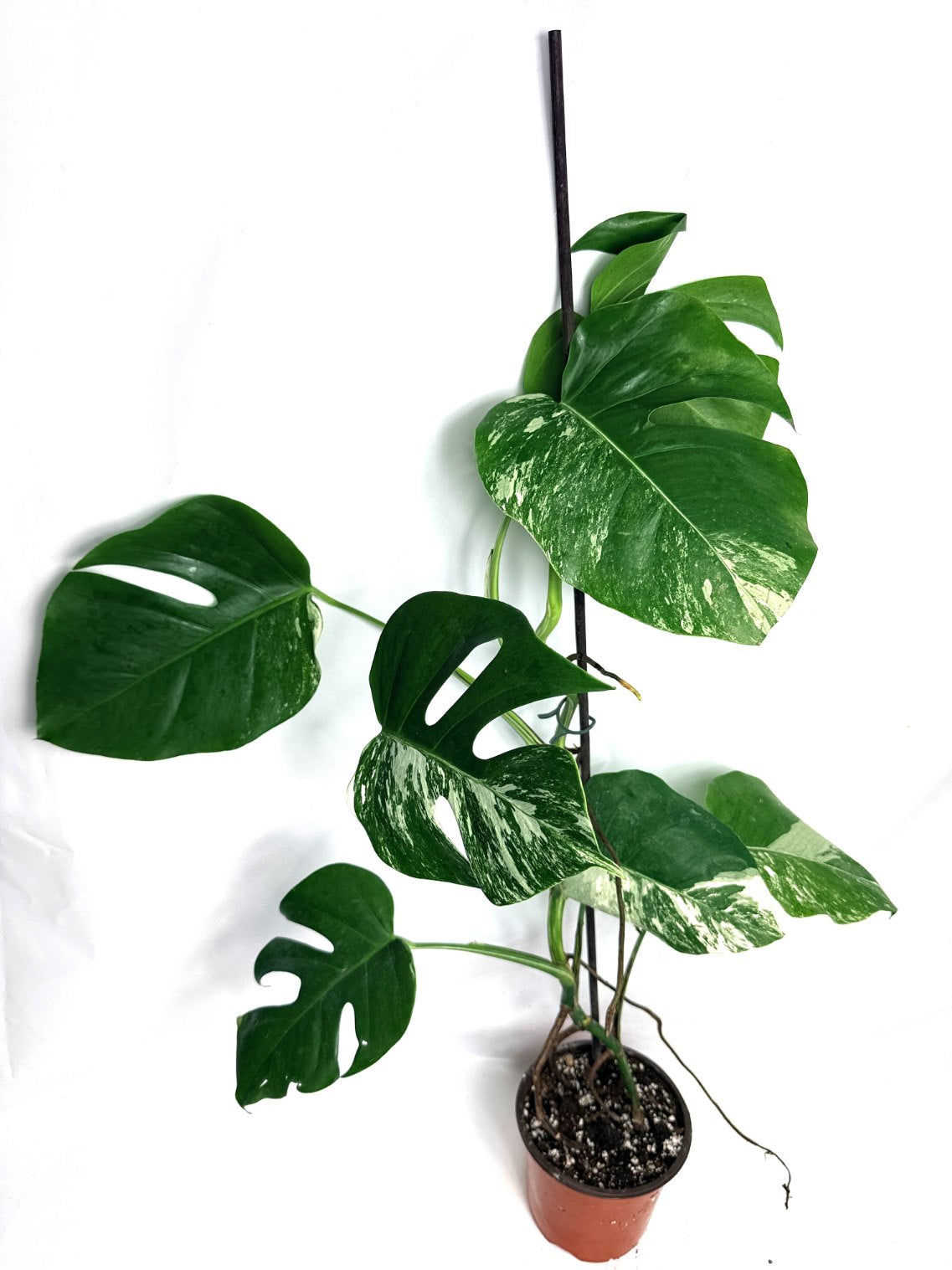 monstera_albo_variegata