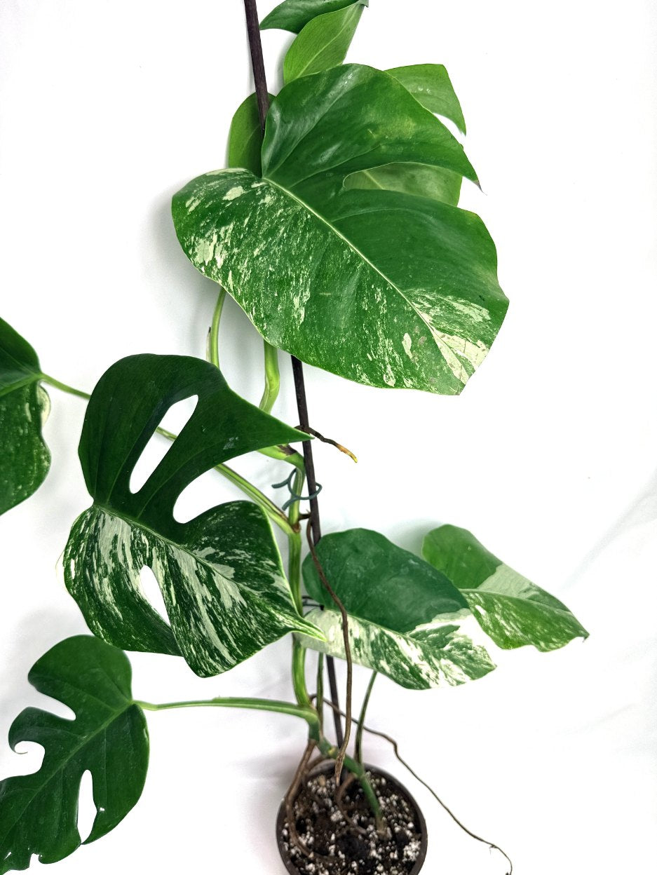 monstera_albo_variegata