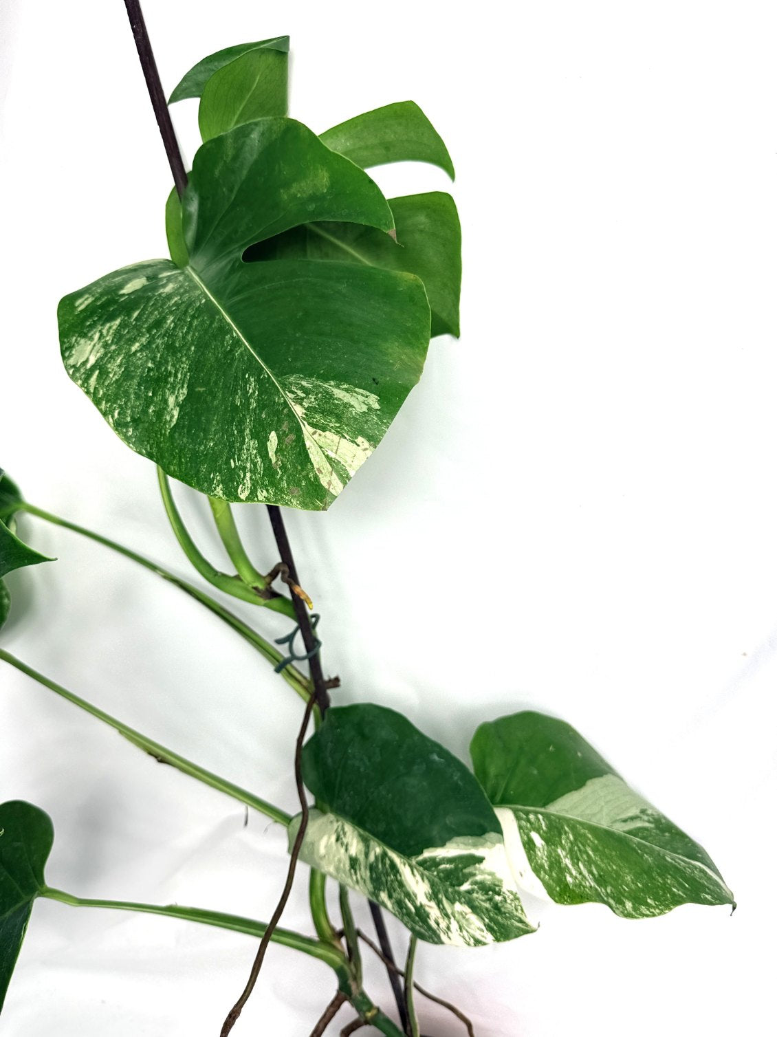 monstera_albo_variegata