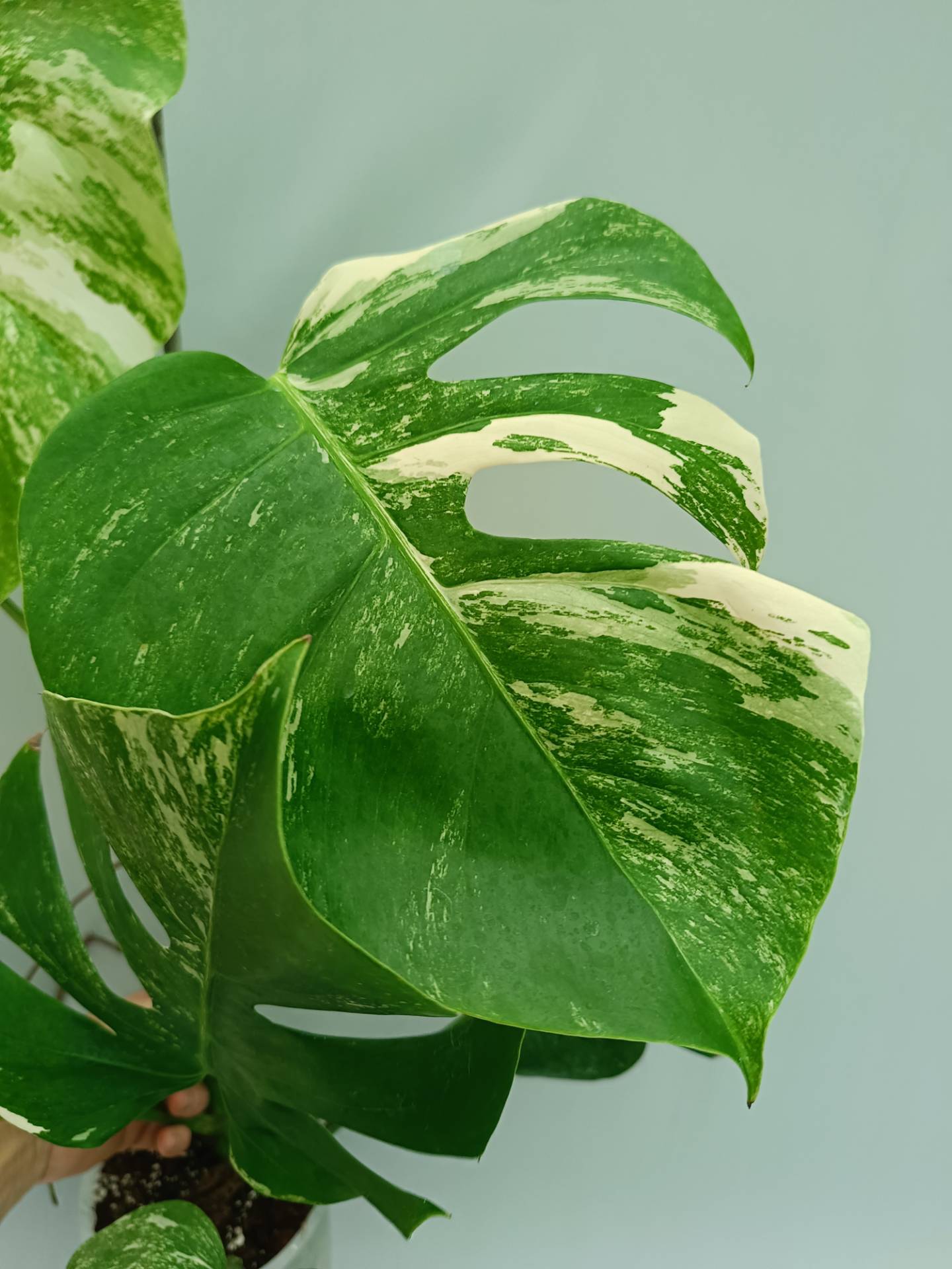 Monstera Albo variegata