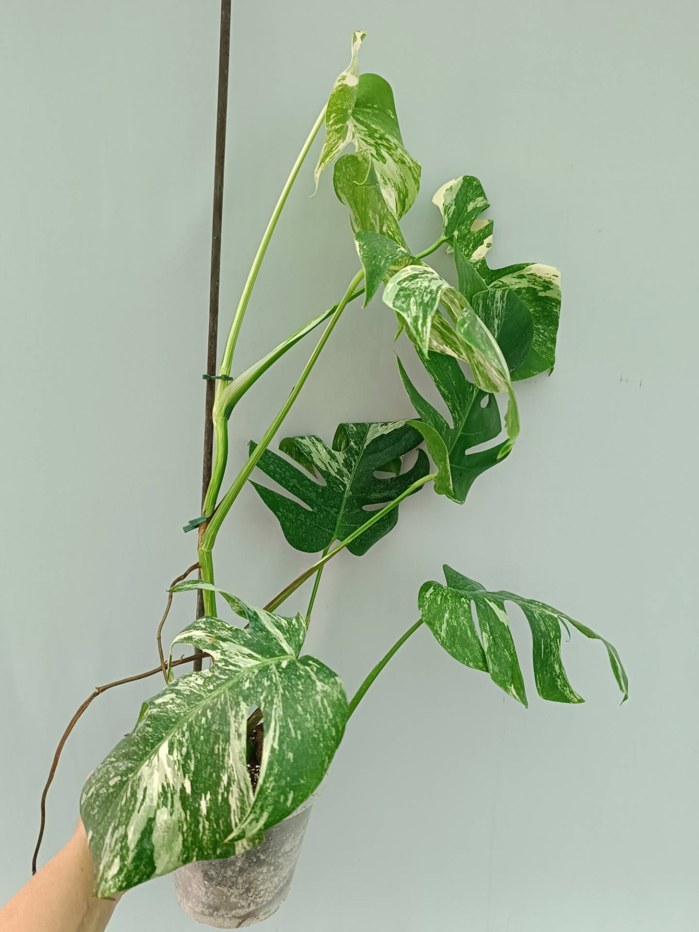 Monstera Albo variegata