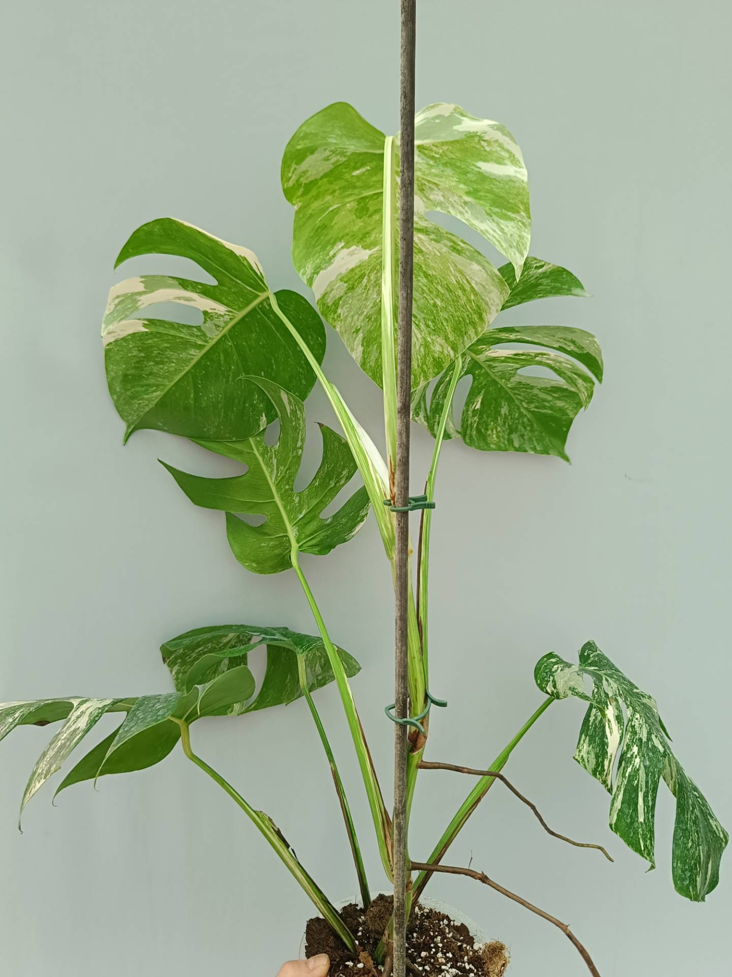 Monstera Albo variegata