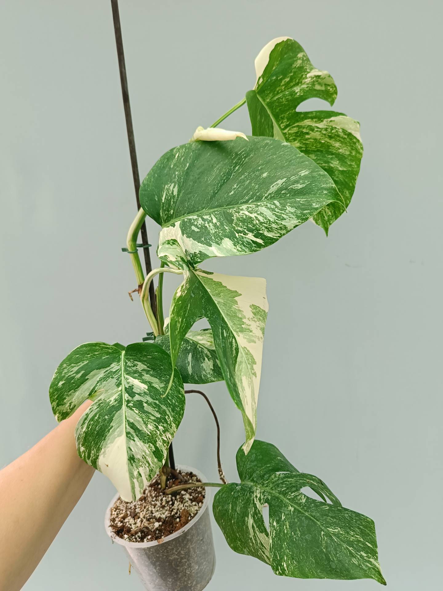 Monstera Albo variegata