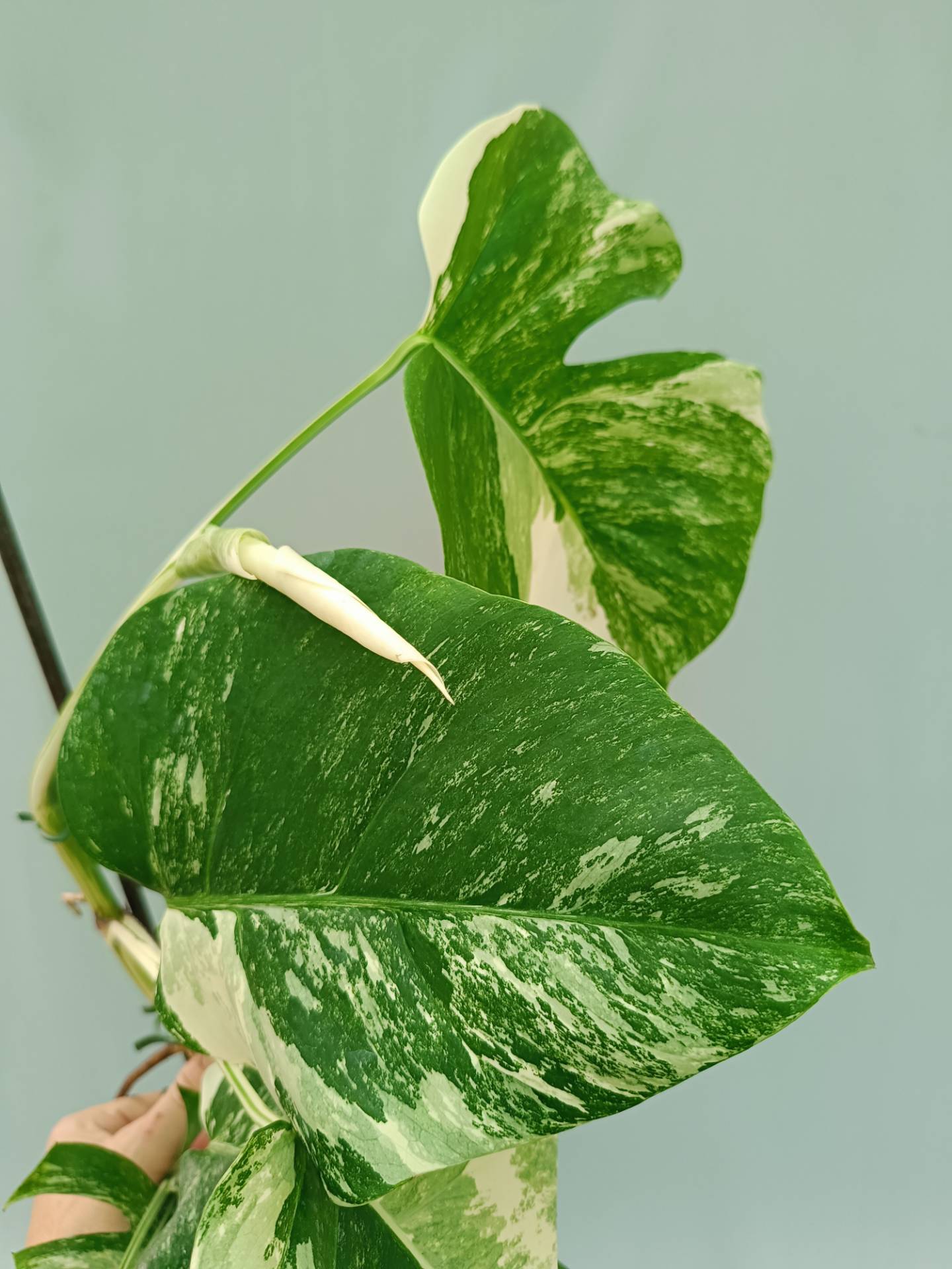 Monstera Albo variegata