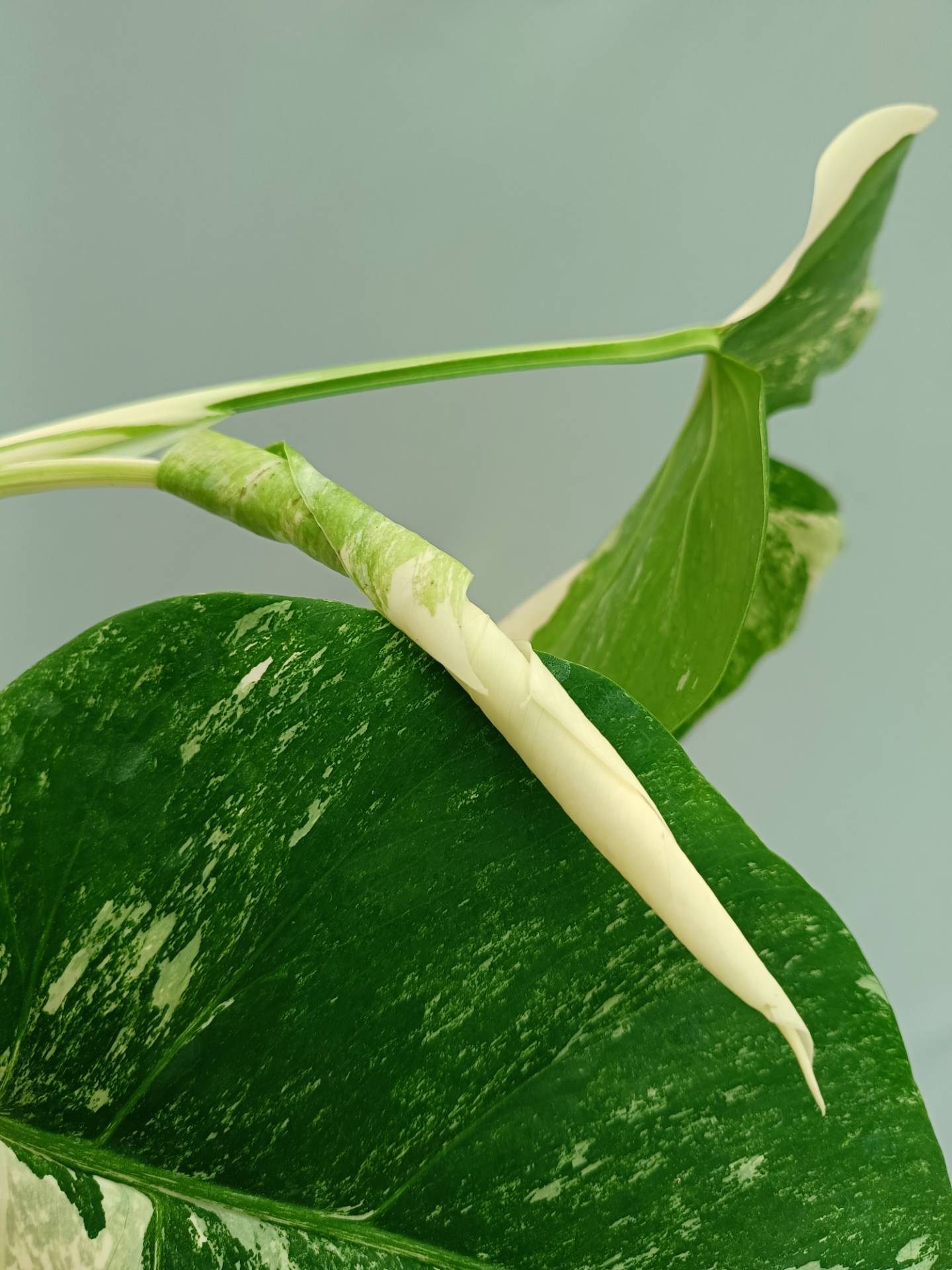 Monstera Albo variegata