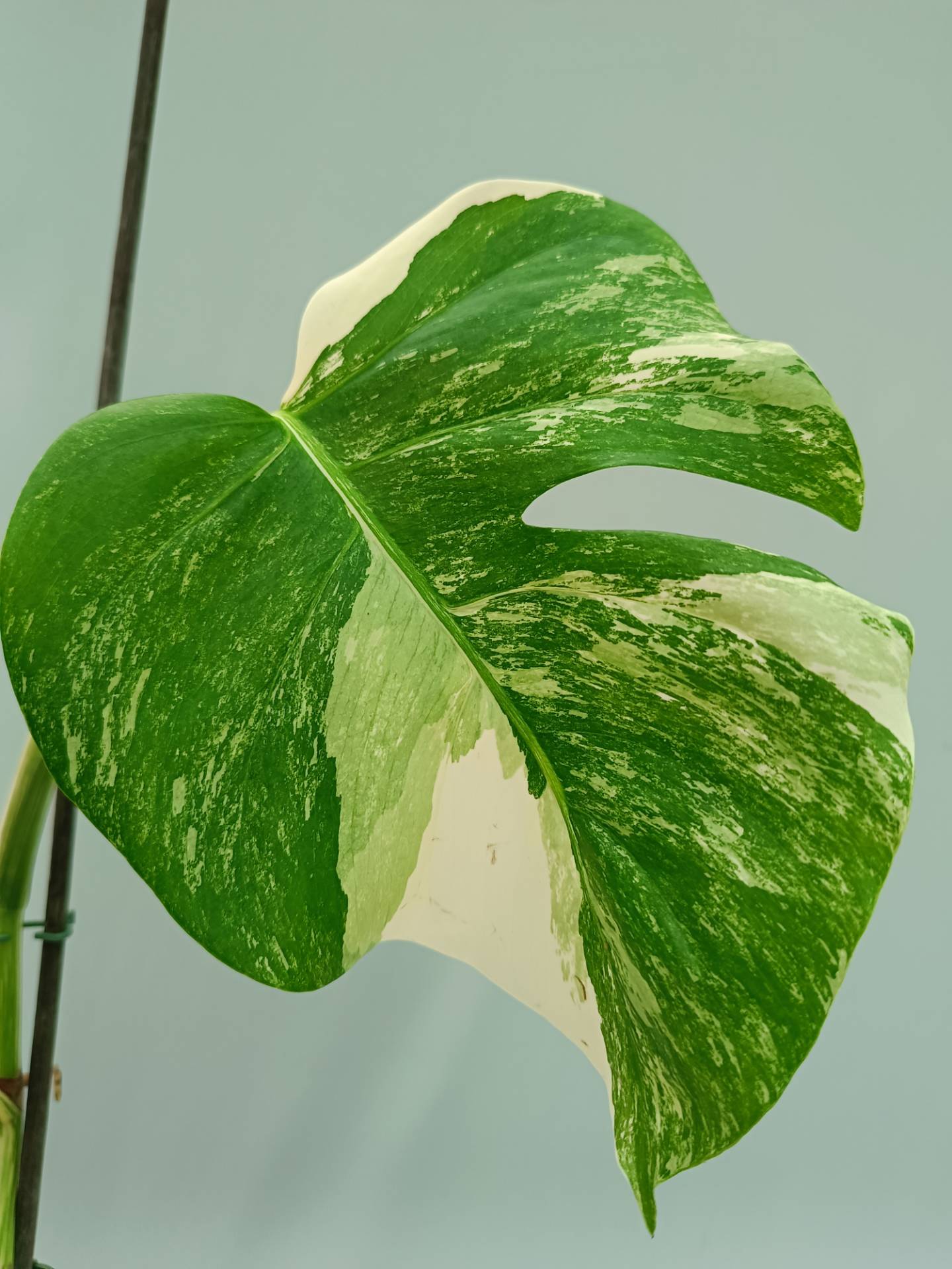 Monstera Albo variegata