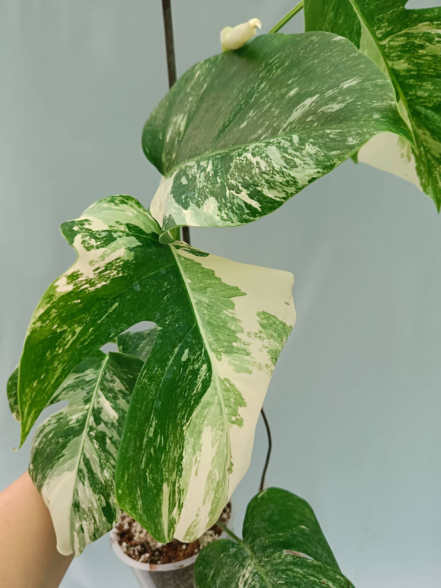 Monstera Albo variegata