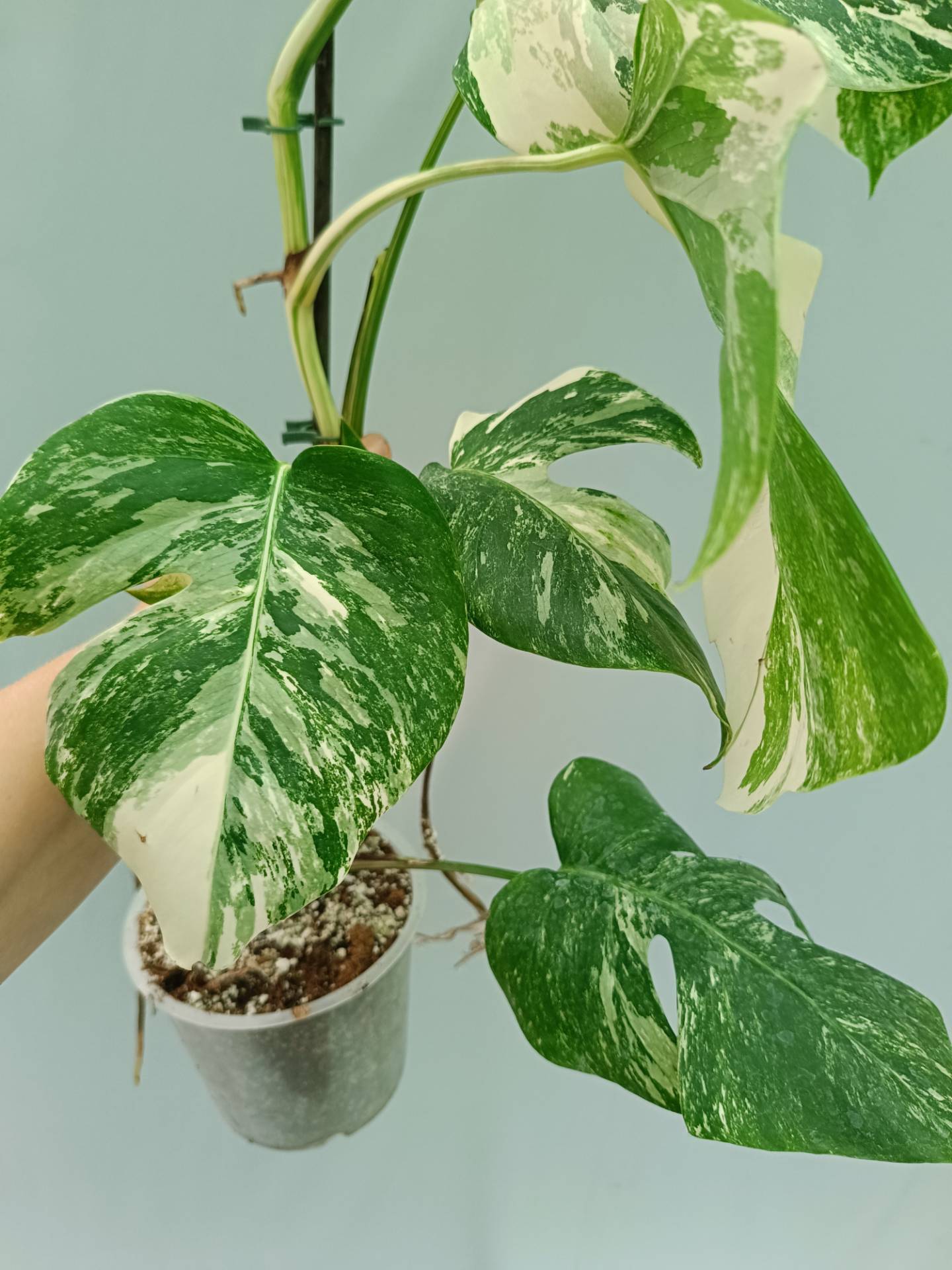 Monstera Albo variegata