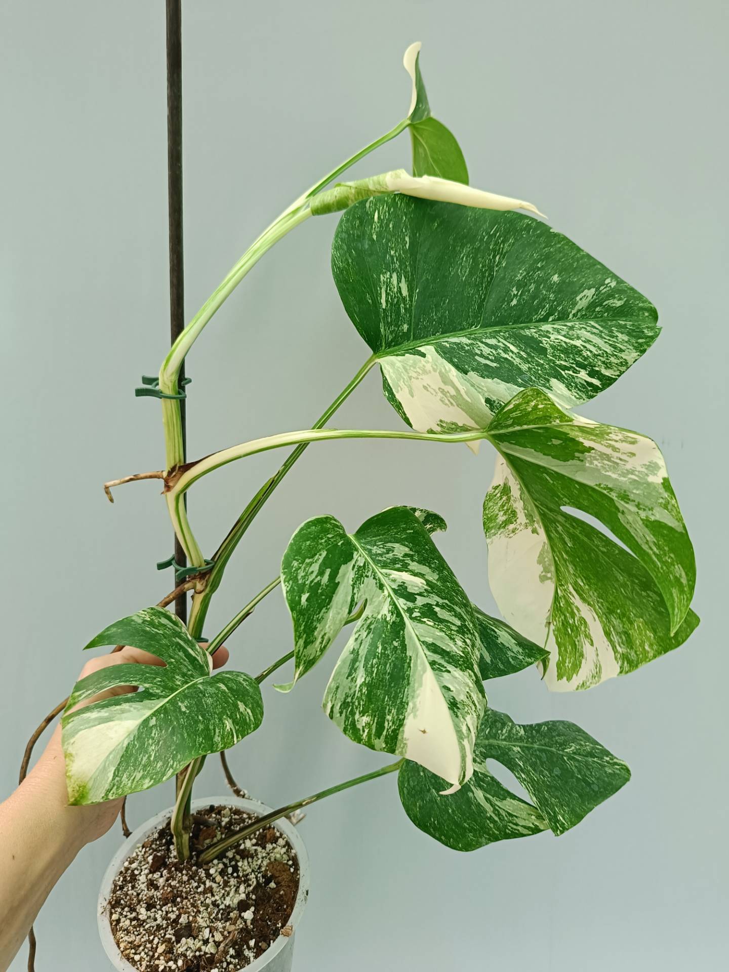 Monstera Albo variegata
