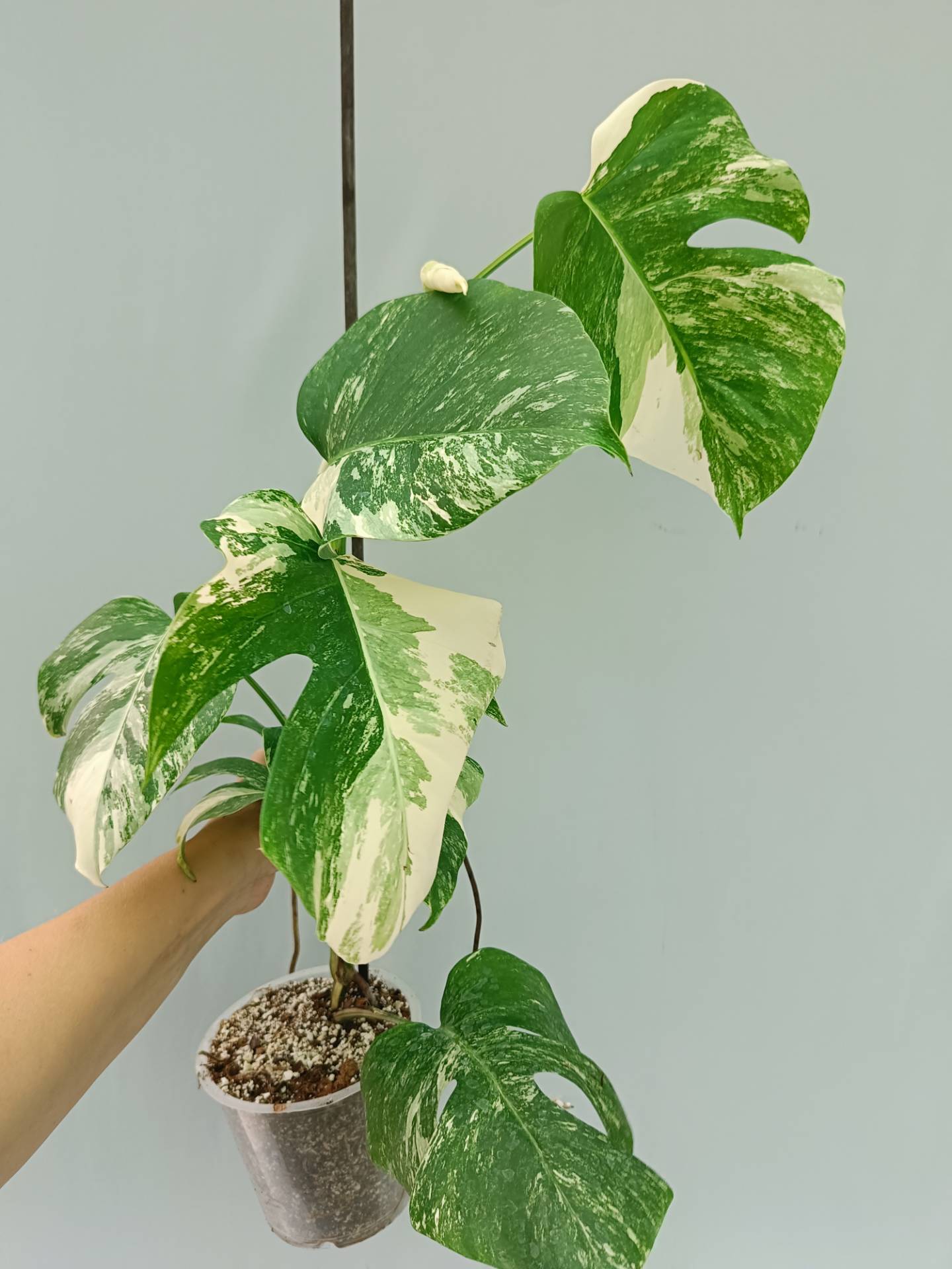 Monstera Albo variegata