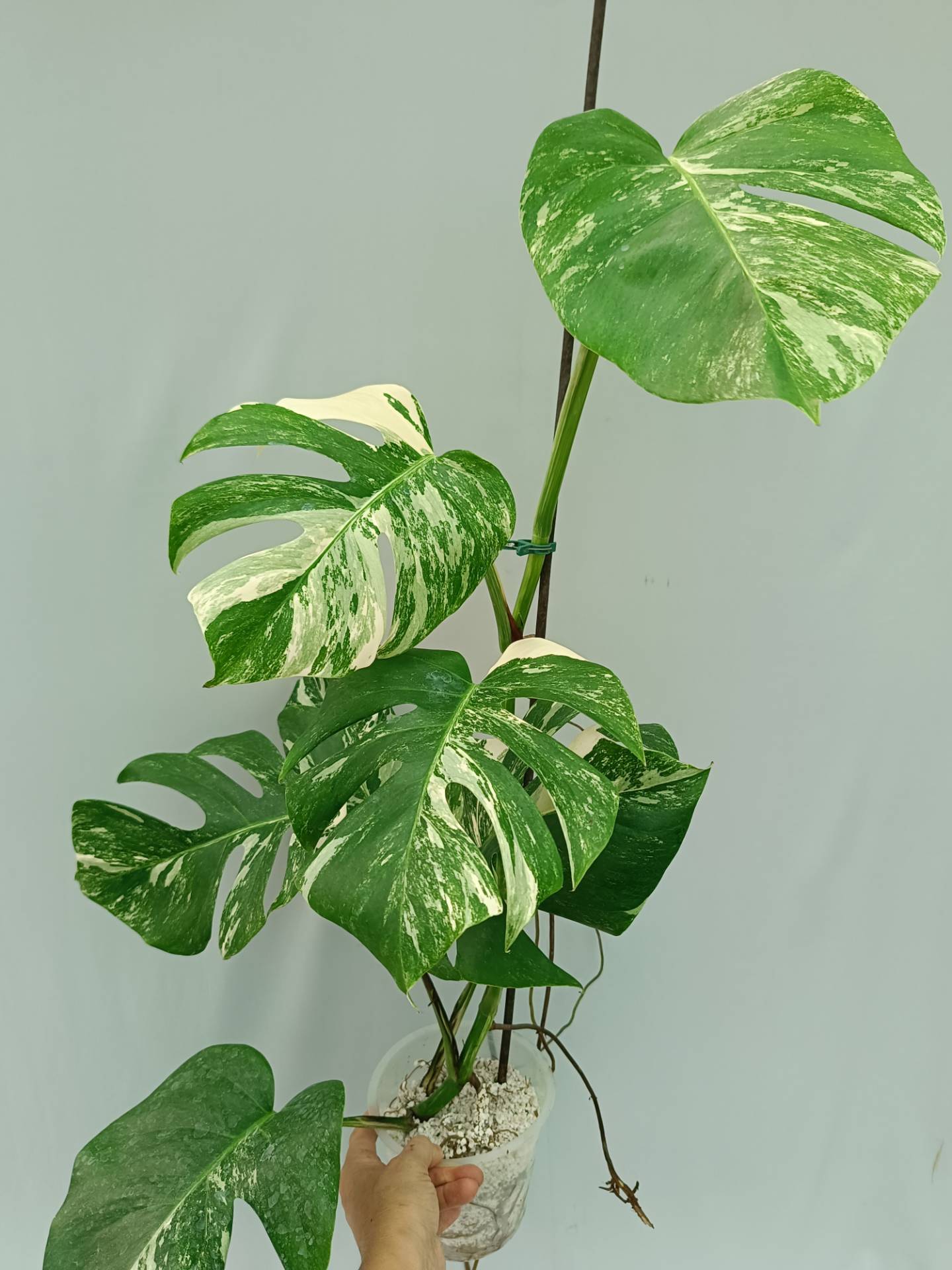 Monstera Albo variegata