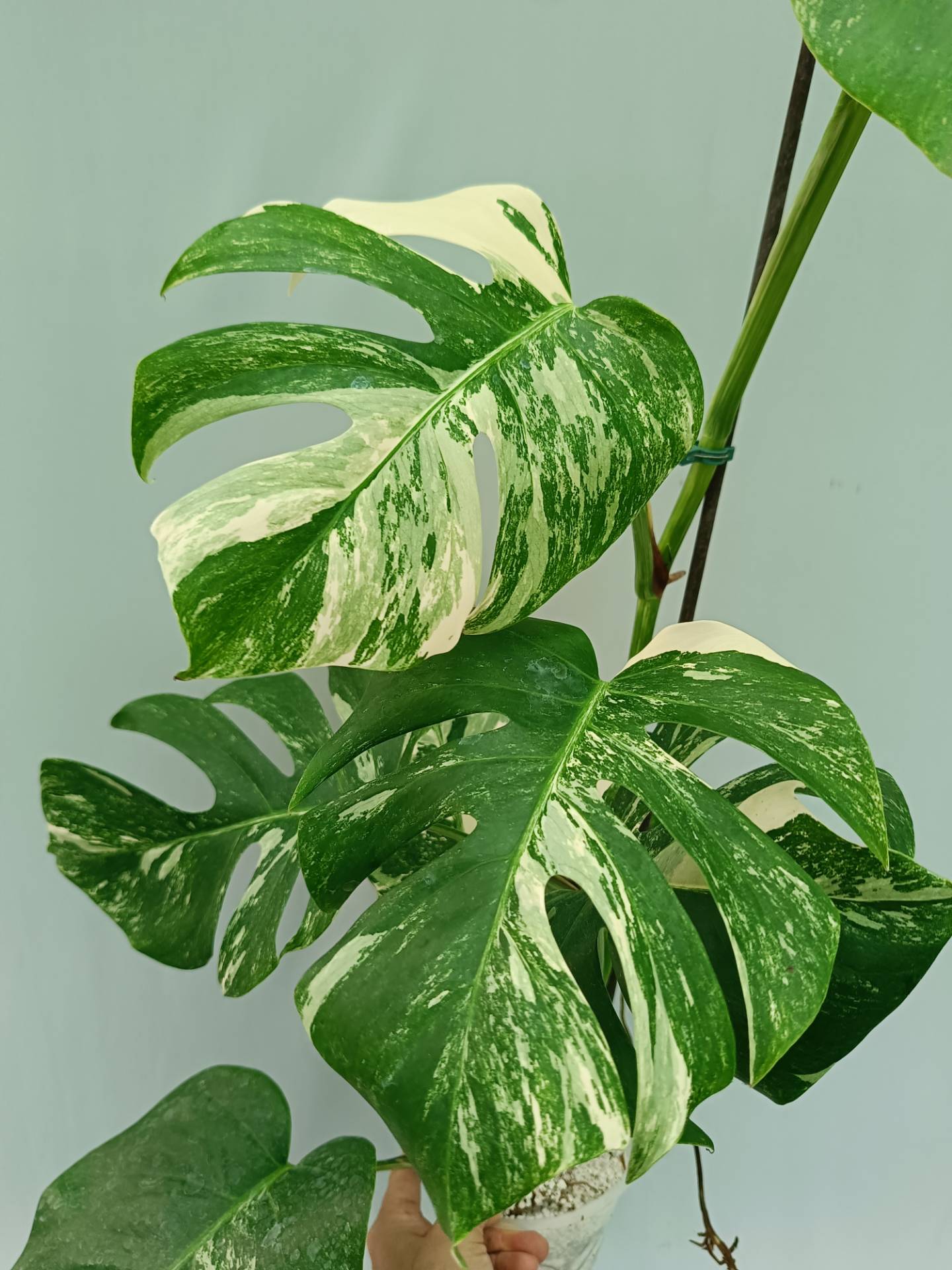 Monstera Albo variegata