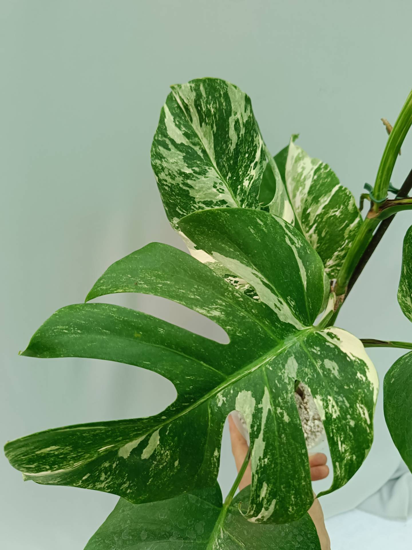 Monstera Albo variegata