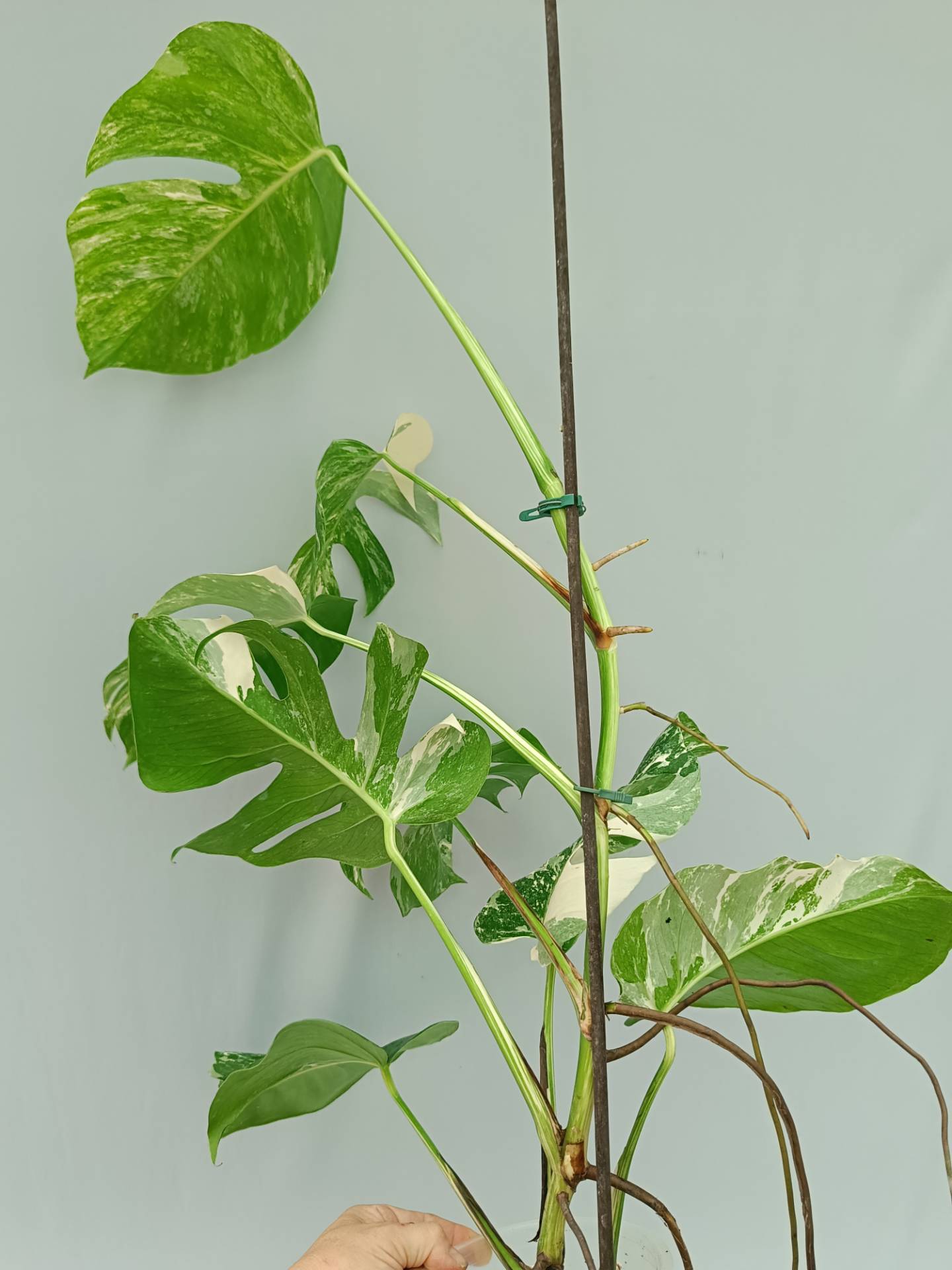 Monstera Albo variegata