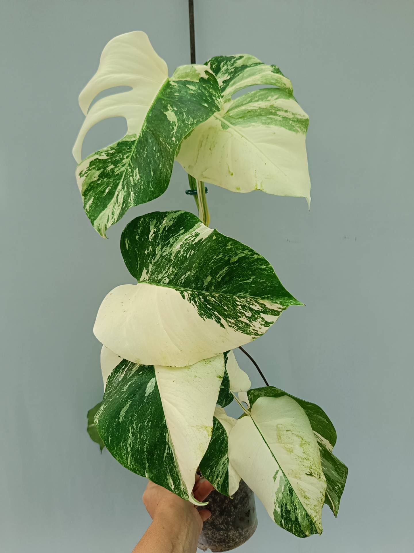 Monstera Albo variegata