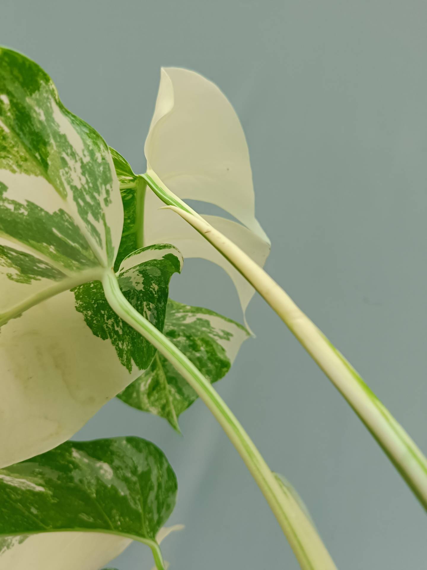 Monstera Albo variegata