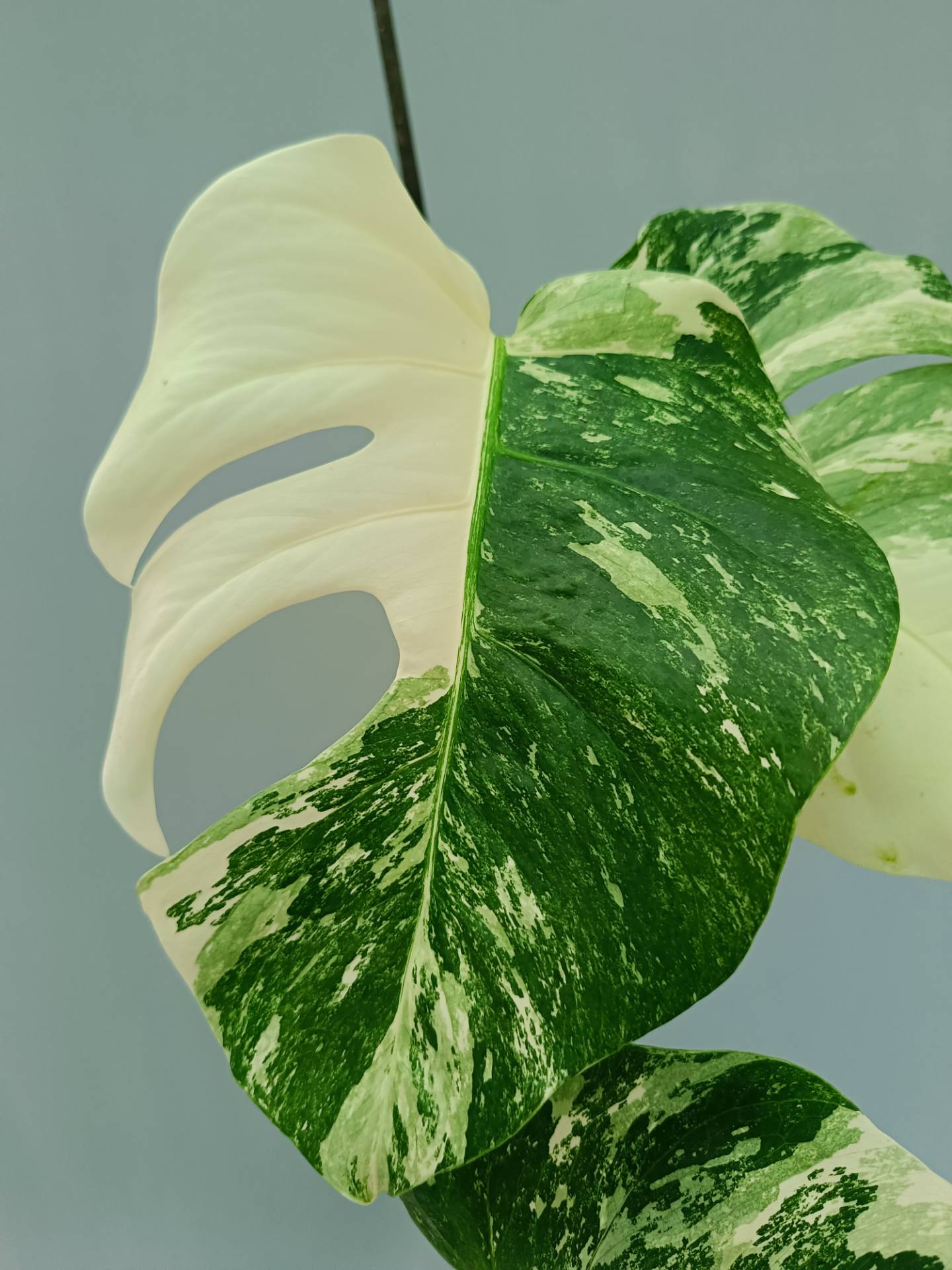 Monstera Albo variegata