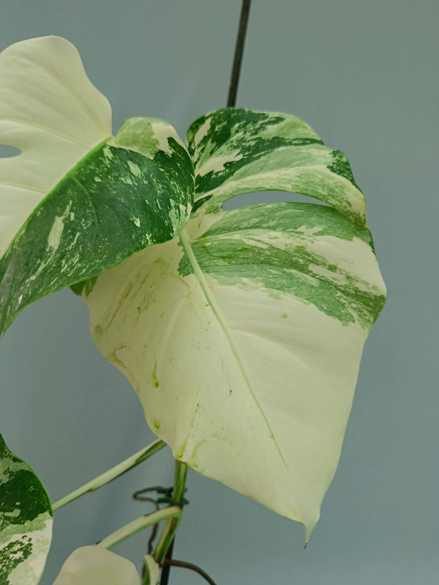 Monstera Albo variegata