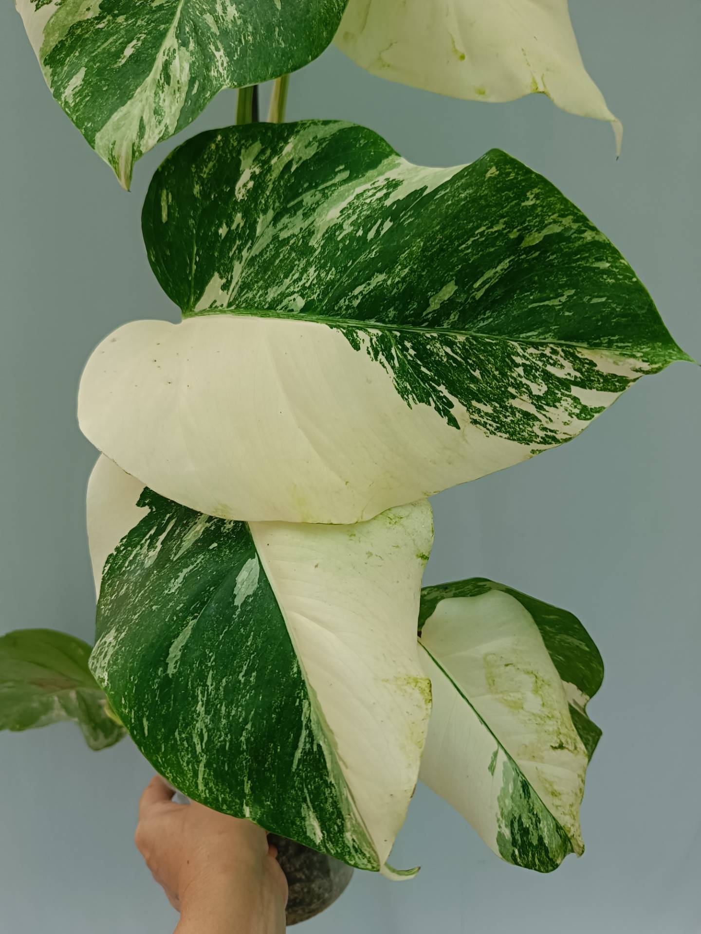 Monstera Albo variegata
