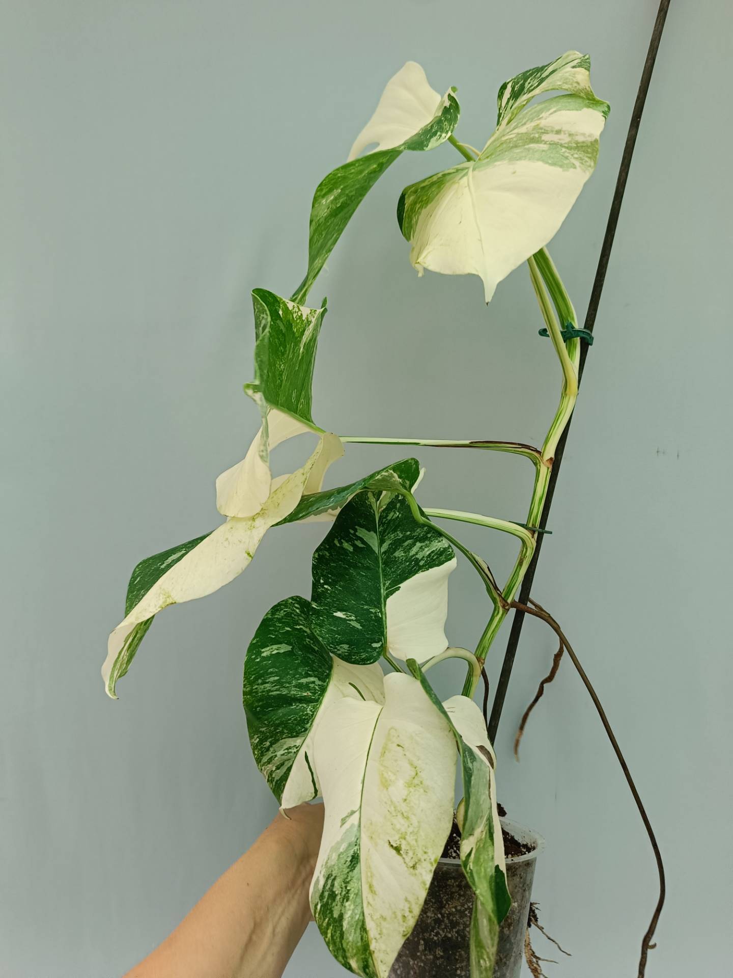 Monstera Albo variegata