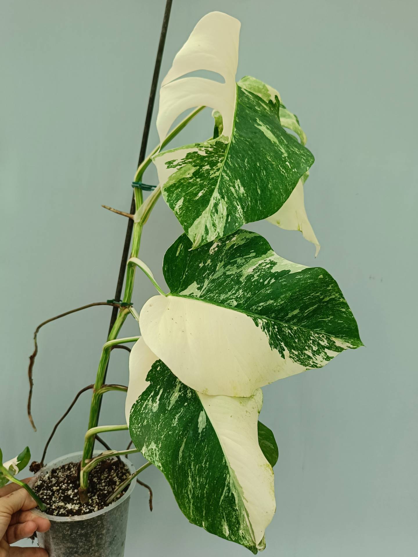 Monstera Albo variegata