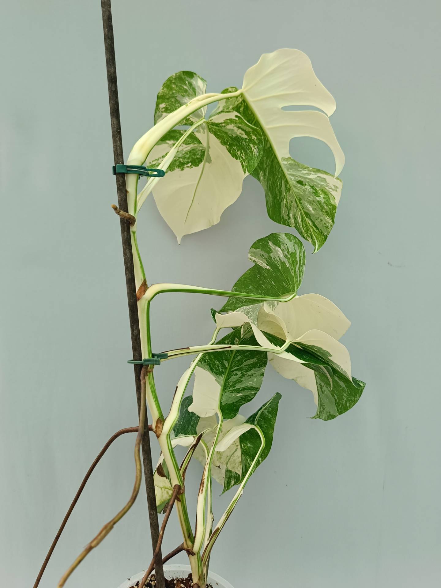 Monstera Albo variegata