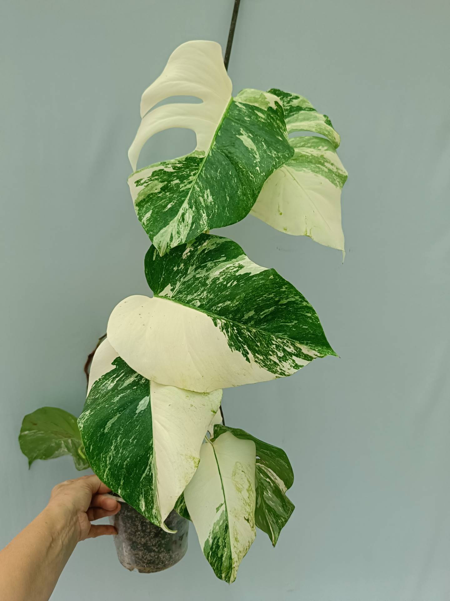 Monstera Albo variegata