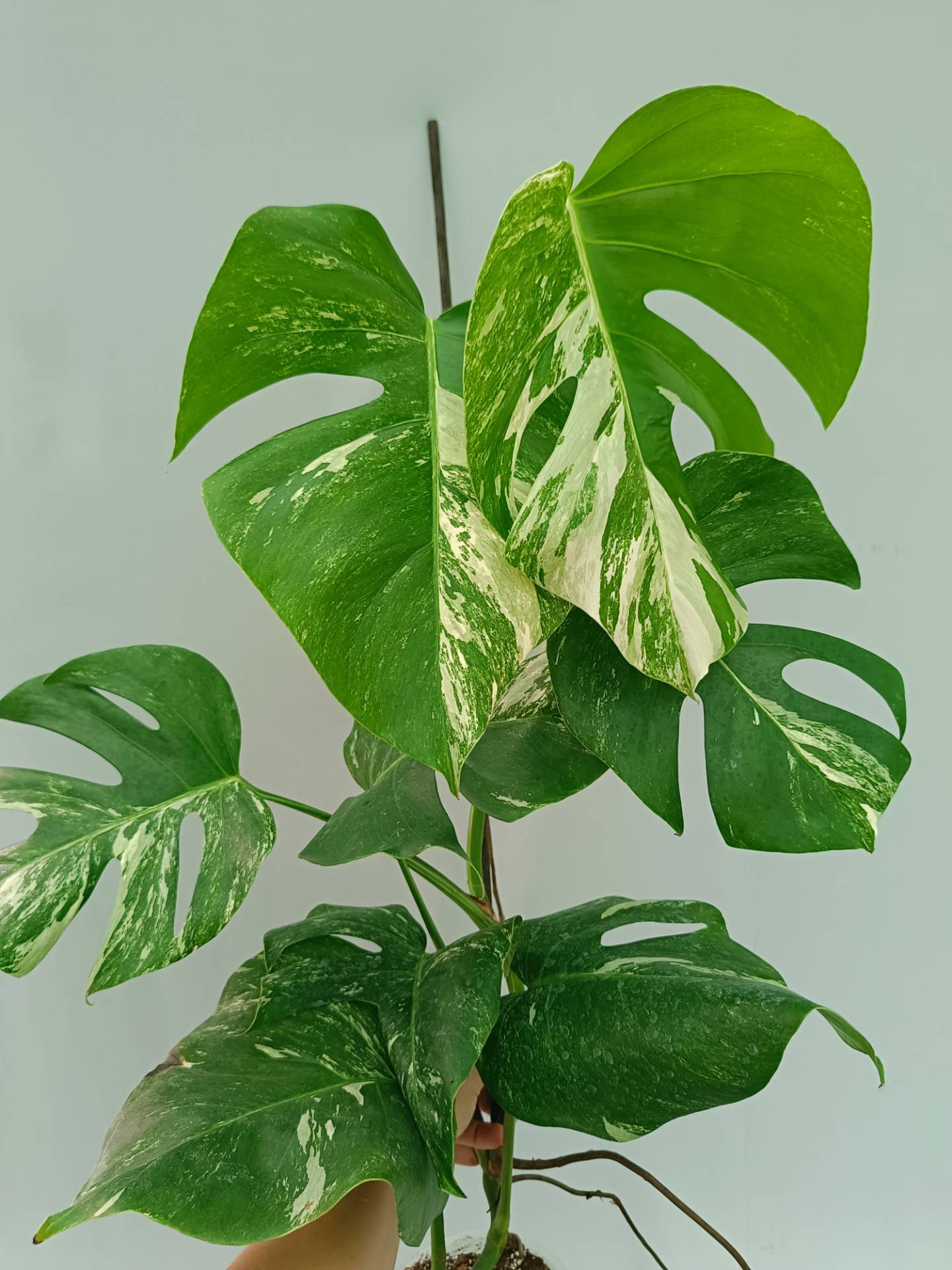 Monstera Albo variegata