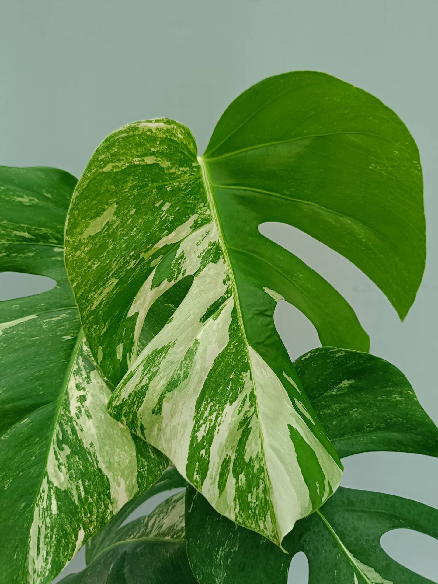 Monstera Albo variegata