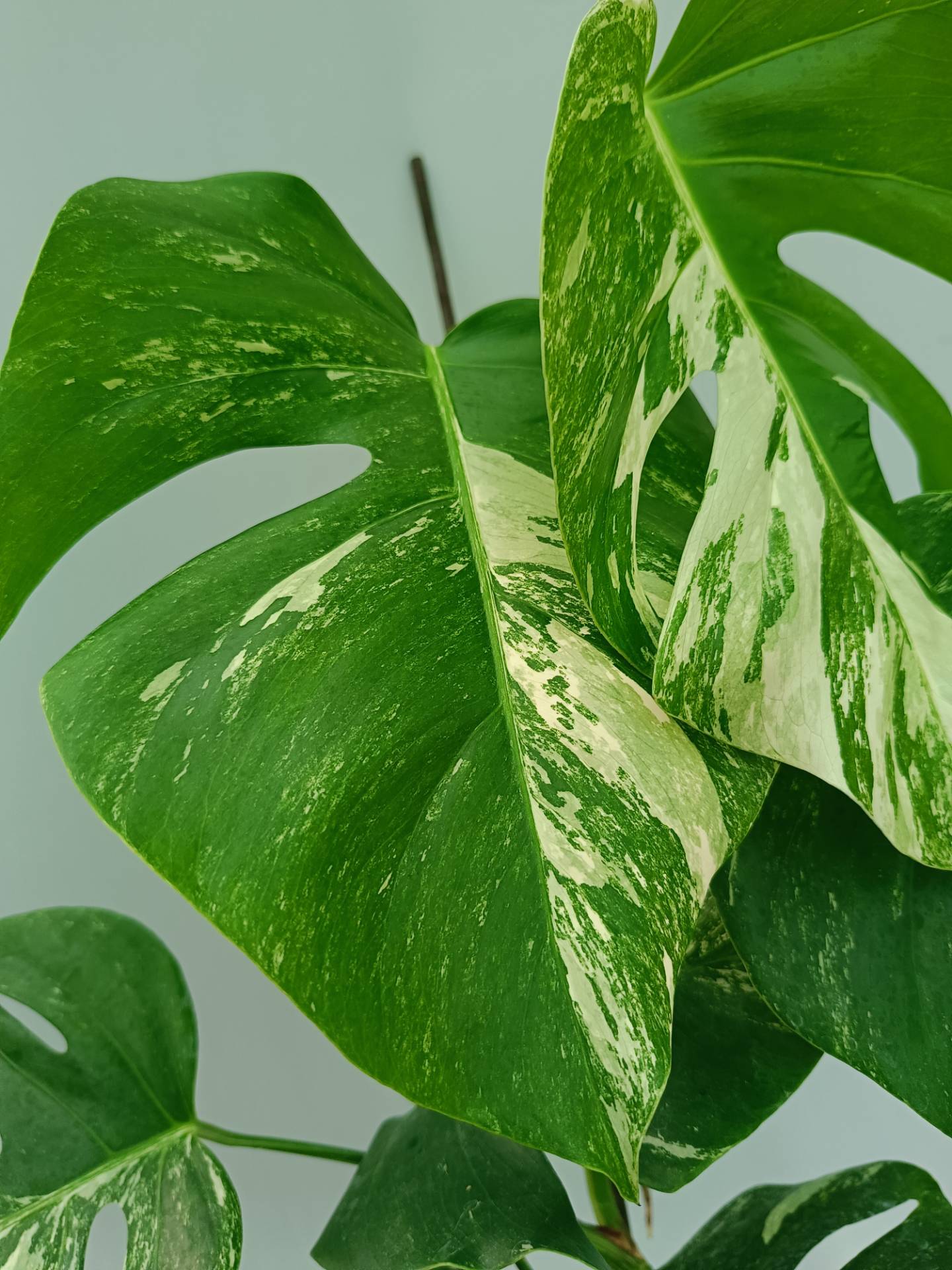 Monstera Albo variegata