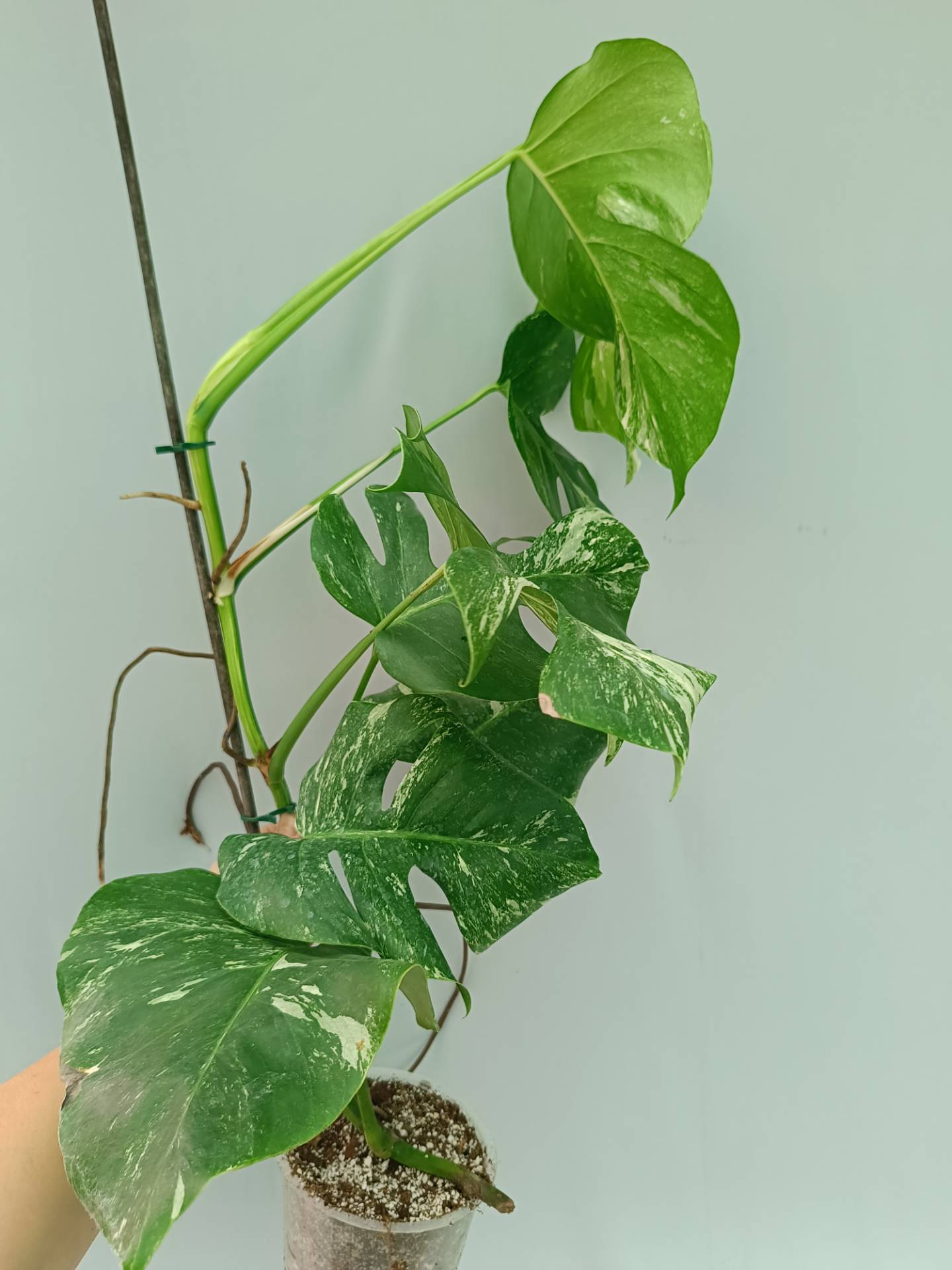 Monstera Albo variegata