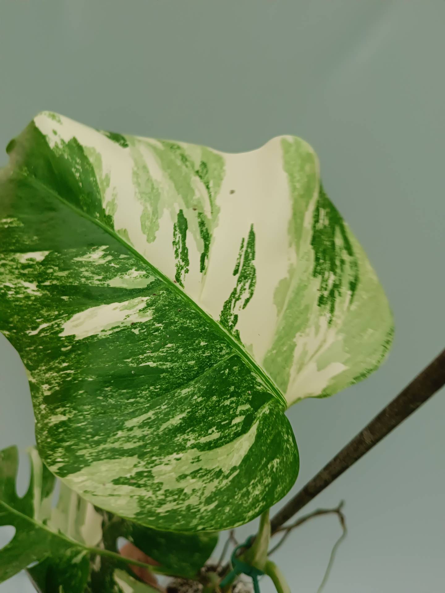 Monstera Albo variegata
