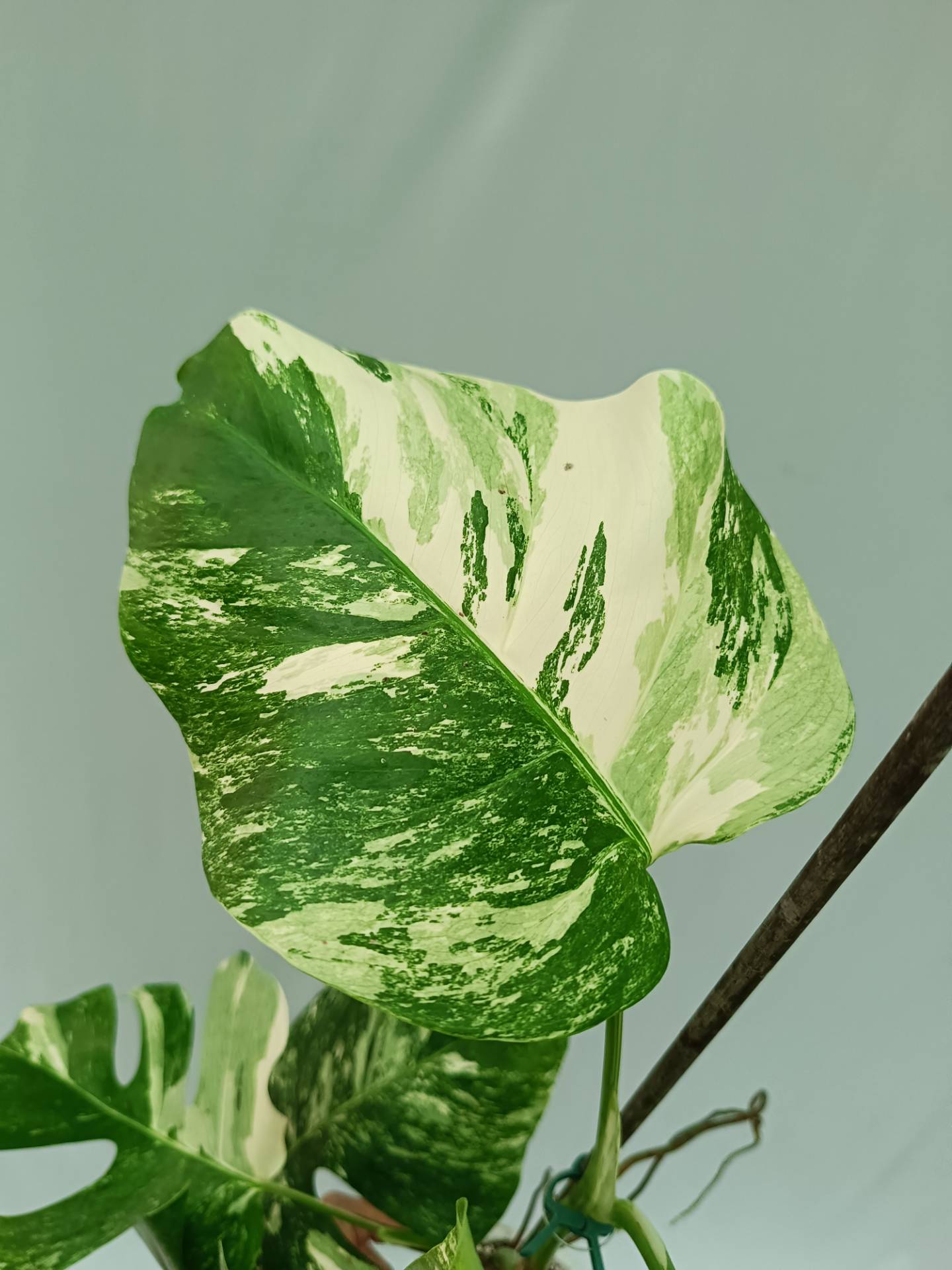 Monstera Albo variegata