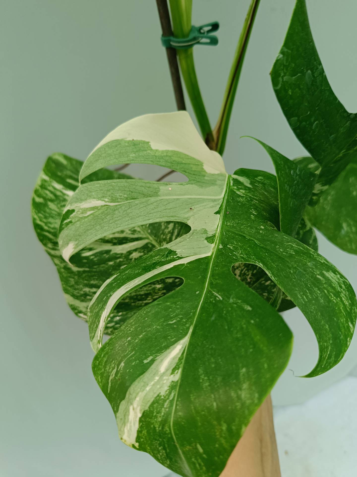 Monstera Albo variegata