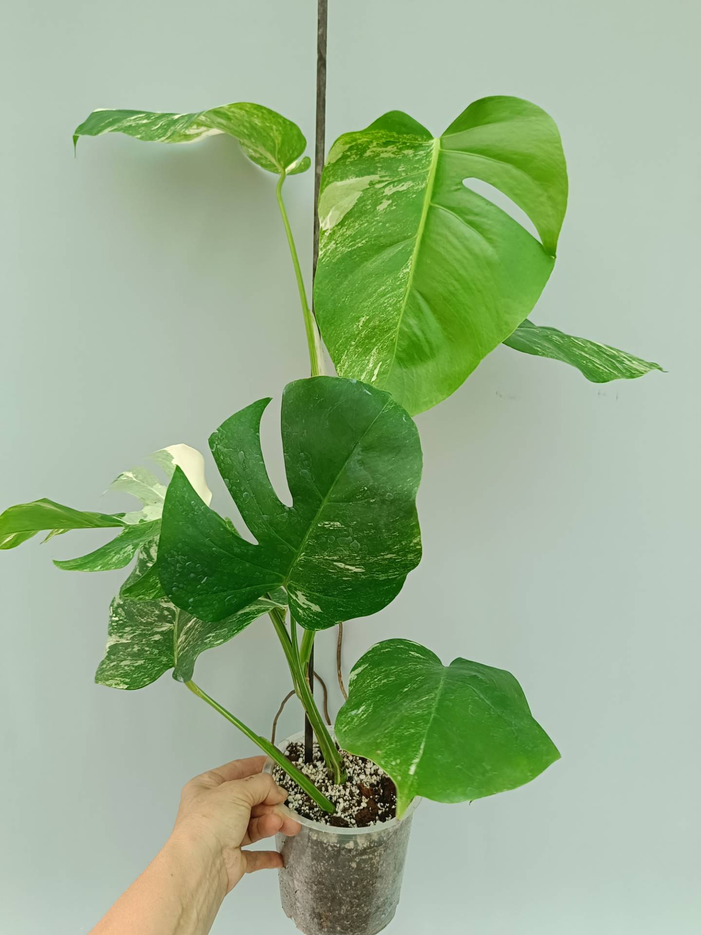 Monstera Albo variegata