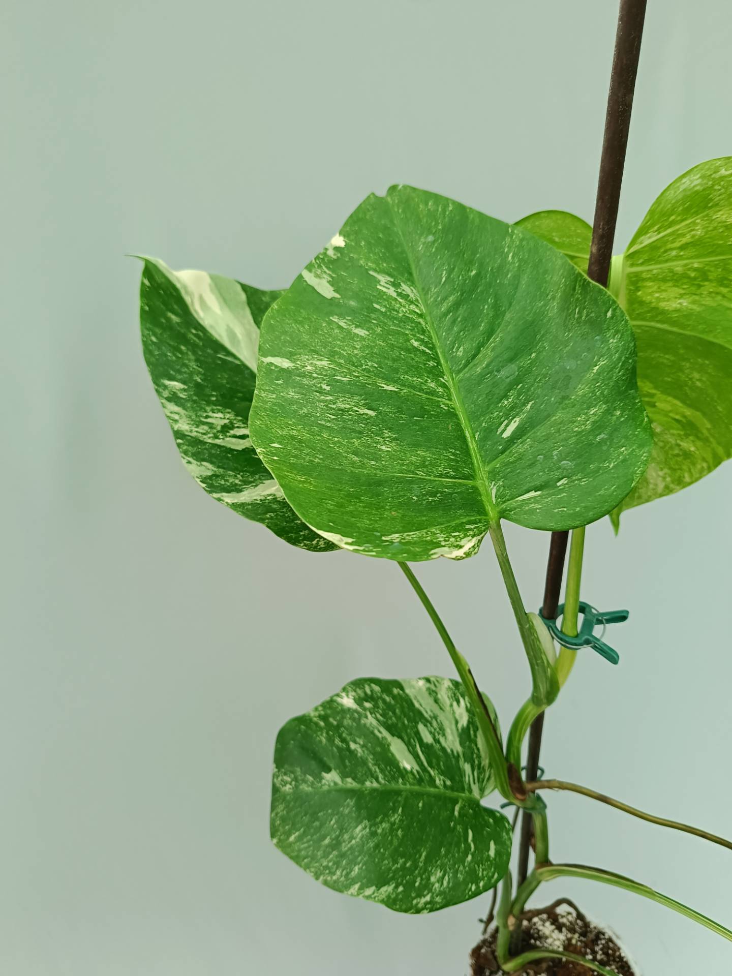 Monstera Albo variegata