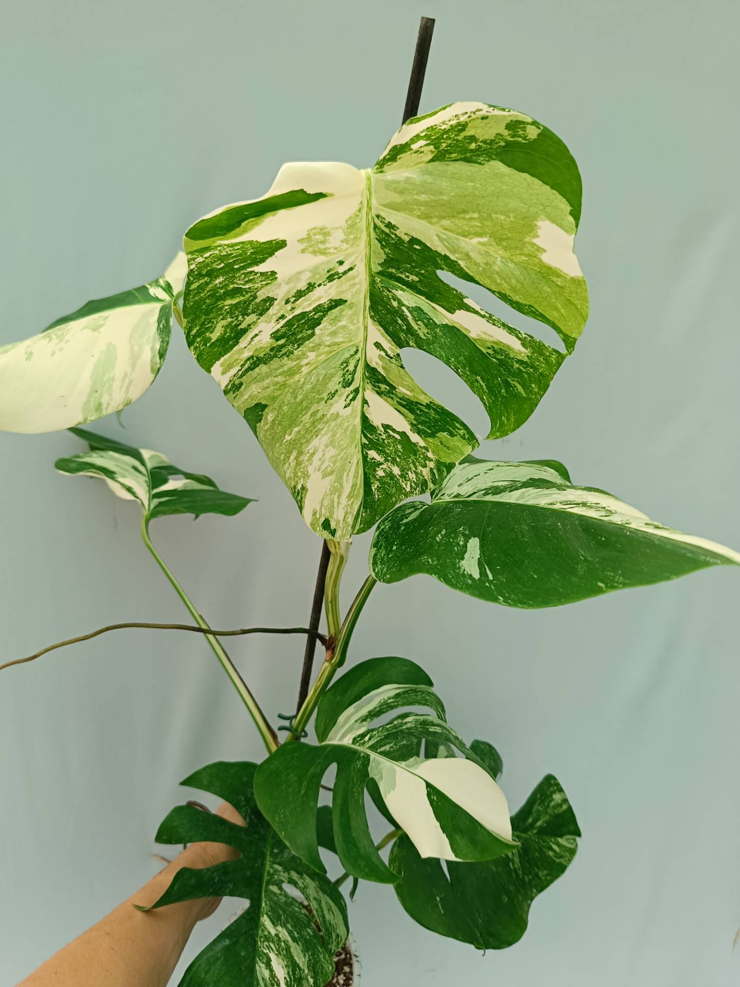 Monstera Albo variegata