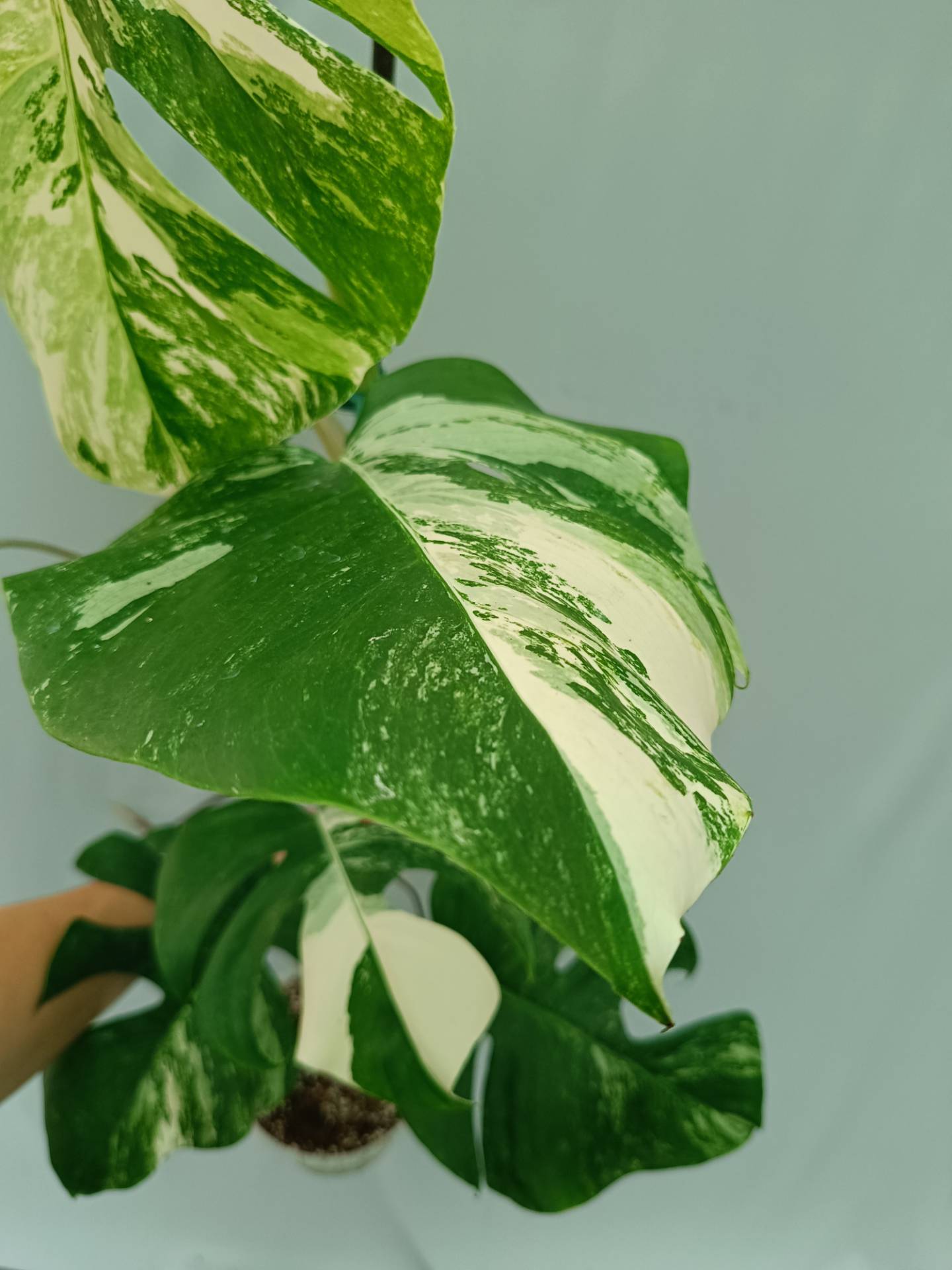 Monstera Albo variegata
