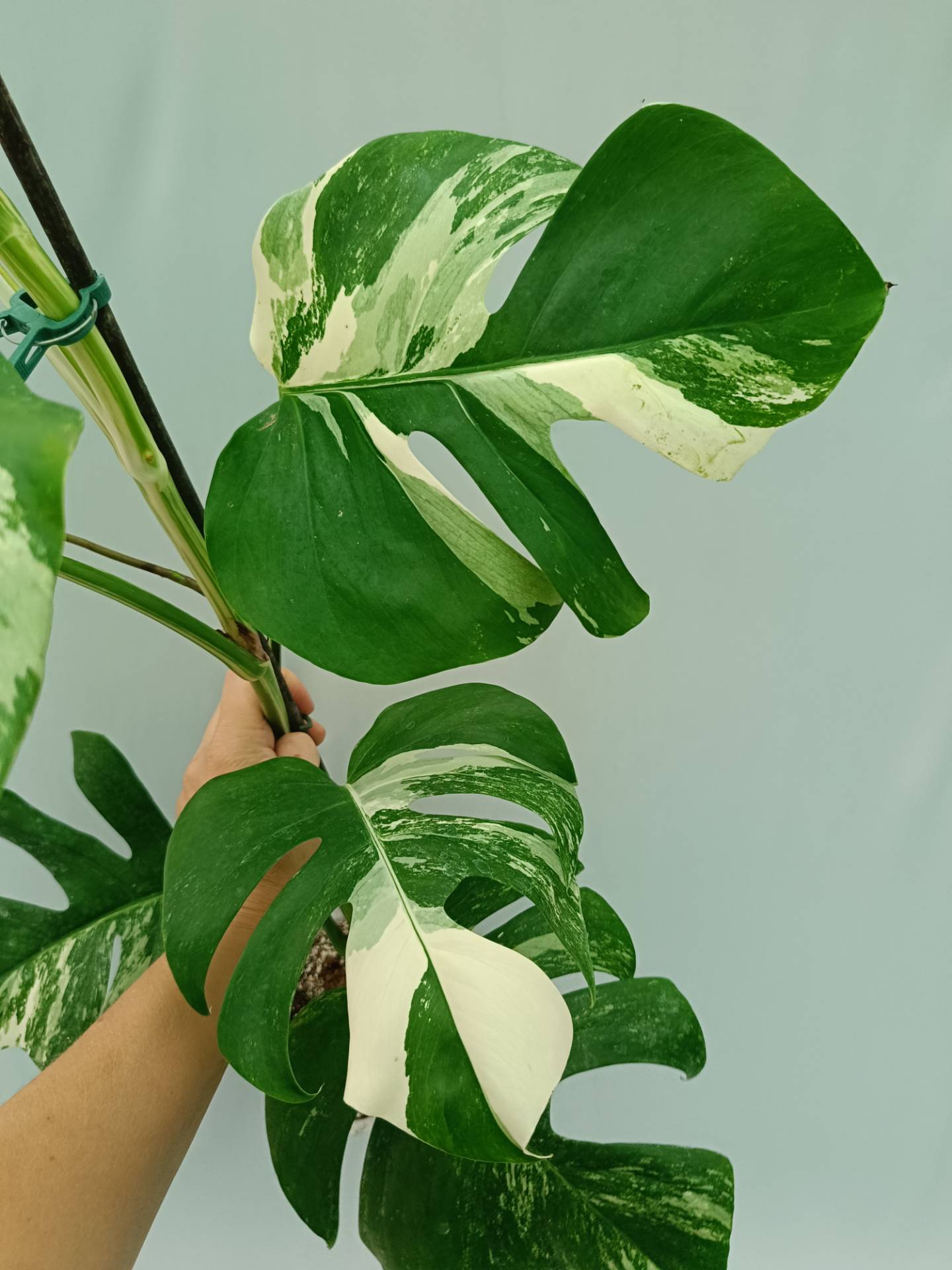 Monstera Albo variegata
