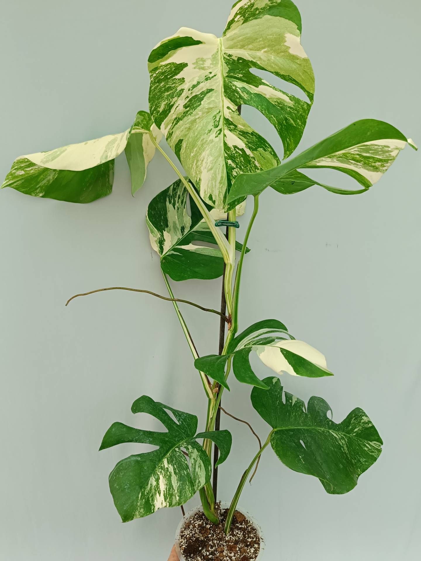 Monstera Albo variegata