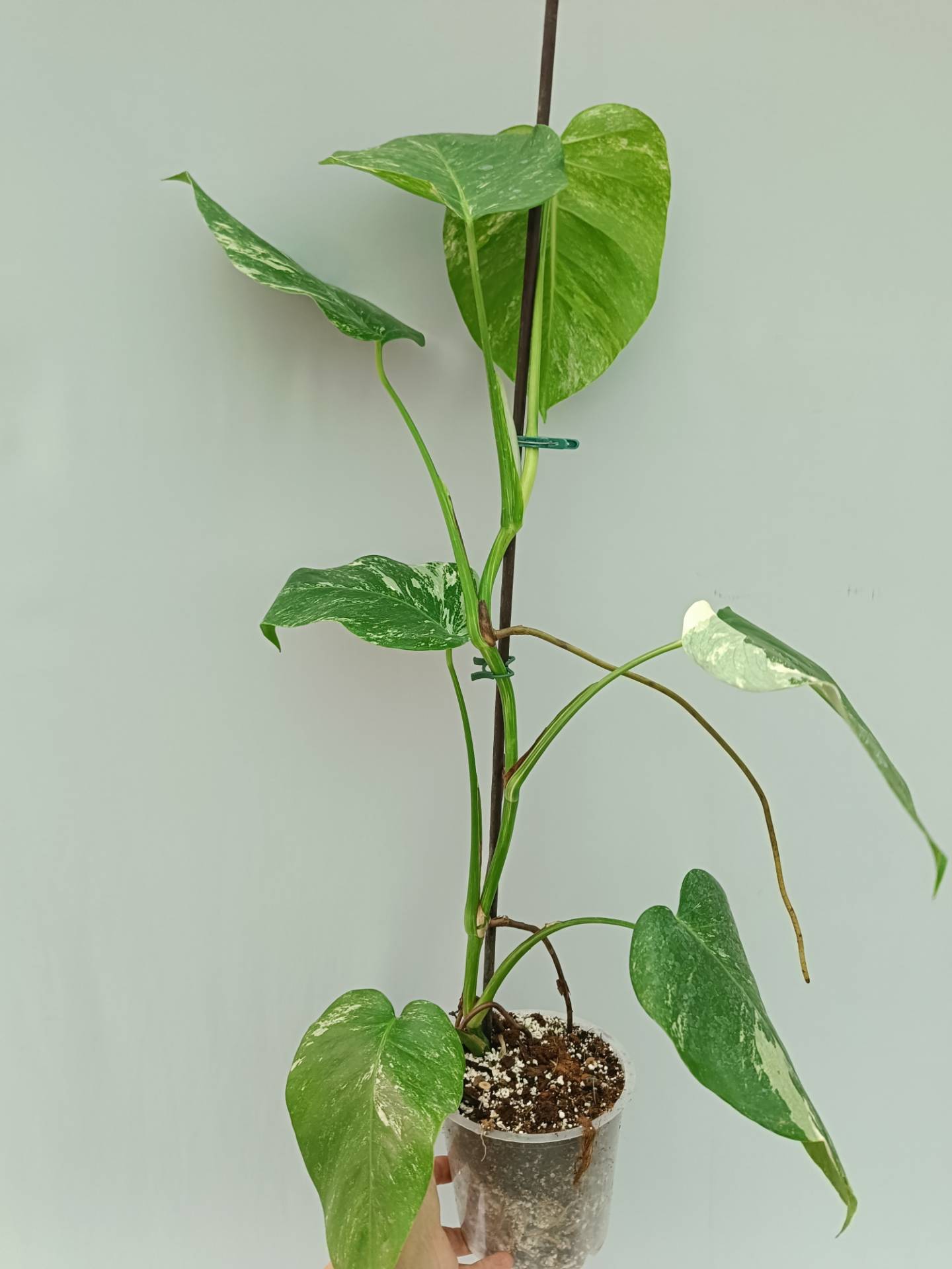 Monstera albo variegata 