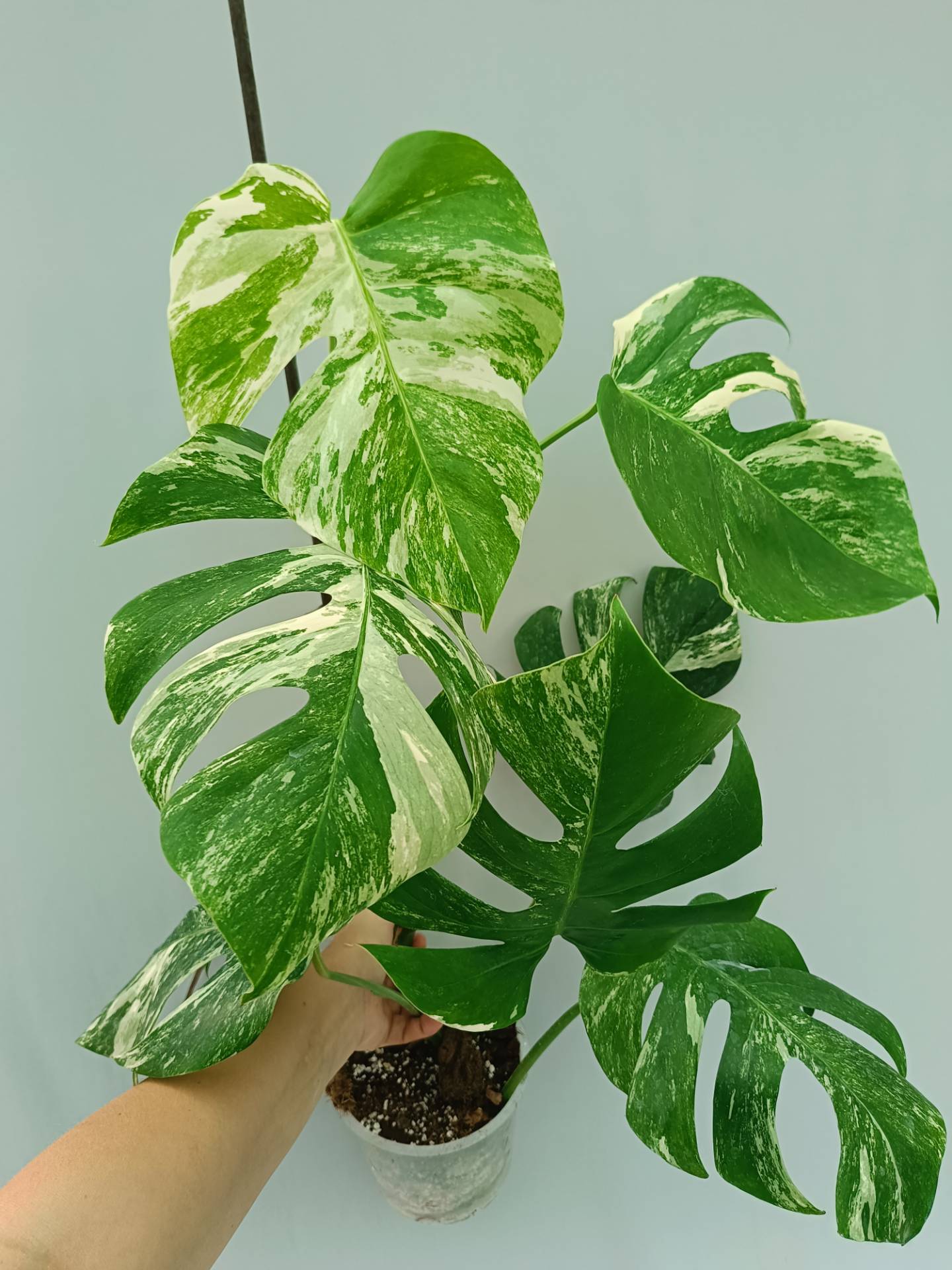 Monstera Albo variegata